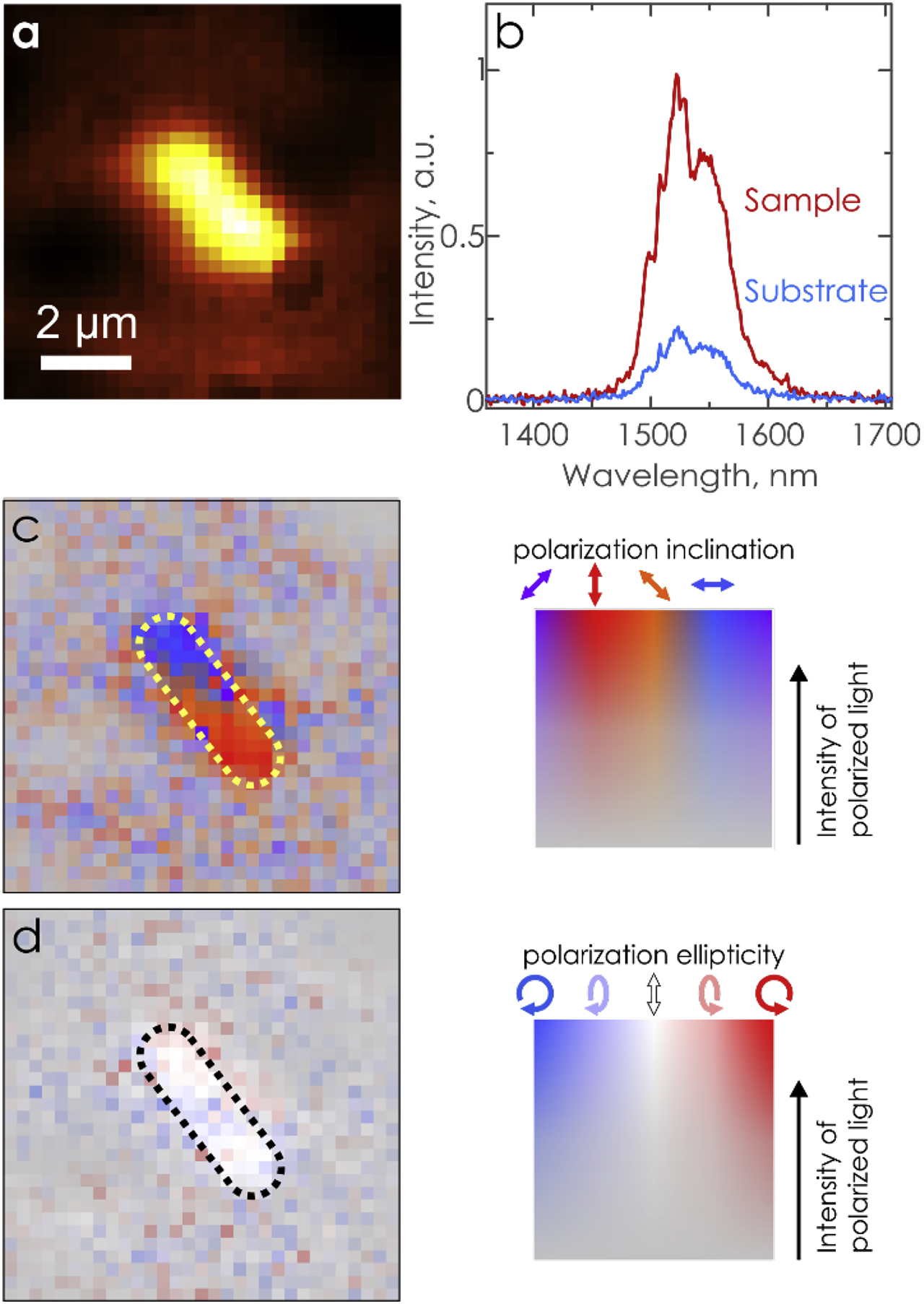 Figure 3: Topology-controlled photoluminescence of Er3+ core-shell nanoparticles. (a) Camera image of the emission enhancement from the Er3+ nanoparticles in the vicinity of the zigzag array. (b) Photoluminescence spectra of the Er3+ nanoparticles on top of a zigzag array versus on top of a bare substrate. (c, d) Spatially resolved polarization states of photoluminescence showing (c) polarization inclination angles and (d) ellipticity of photoluminescence.