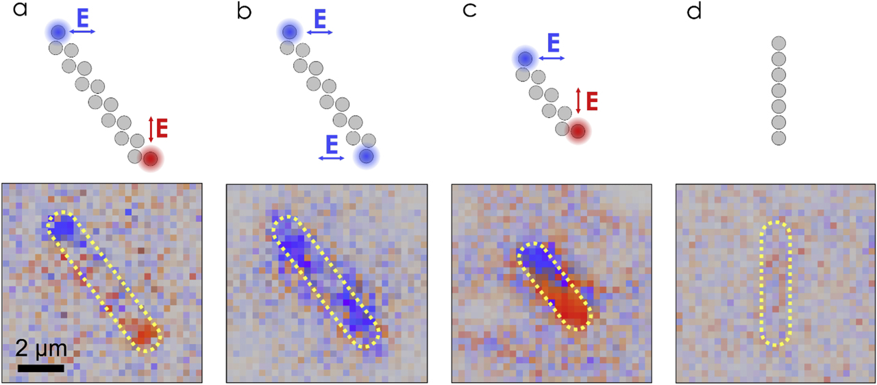 Figure 4: Polarization control of photoluminescence with topological edge states. Spatially resolved polarization states of photoluminescence for (a) 15-nanodisk zigzag array, (b) 14-nanodisk zigzag array, (c) 9-nanodisk zigzag array, and (d) topologically trivial straight array of resonant nanodisks. The color-map is analogous to that used in Figure 3c.