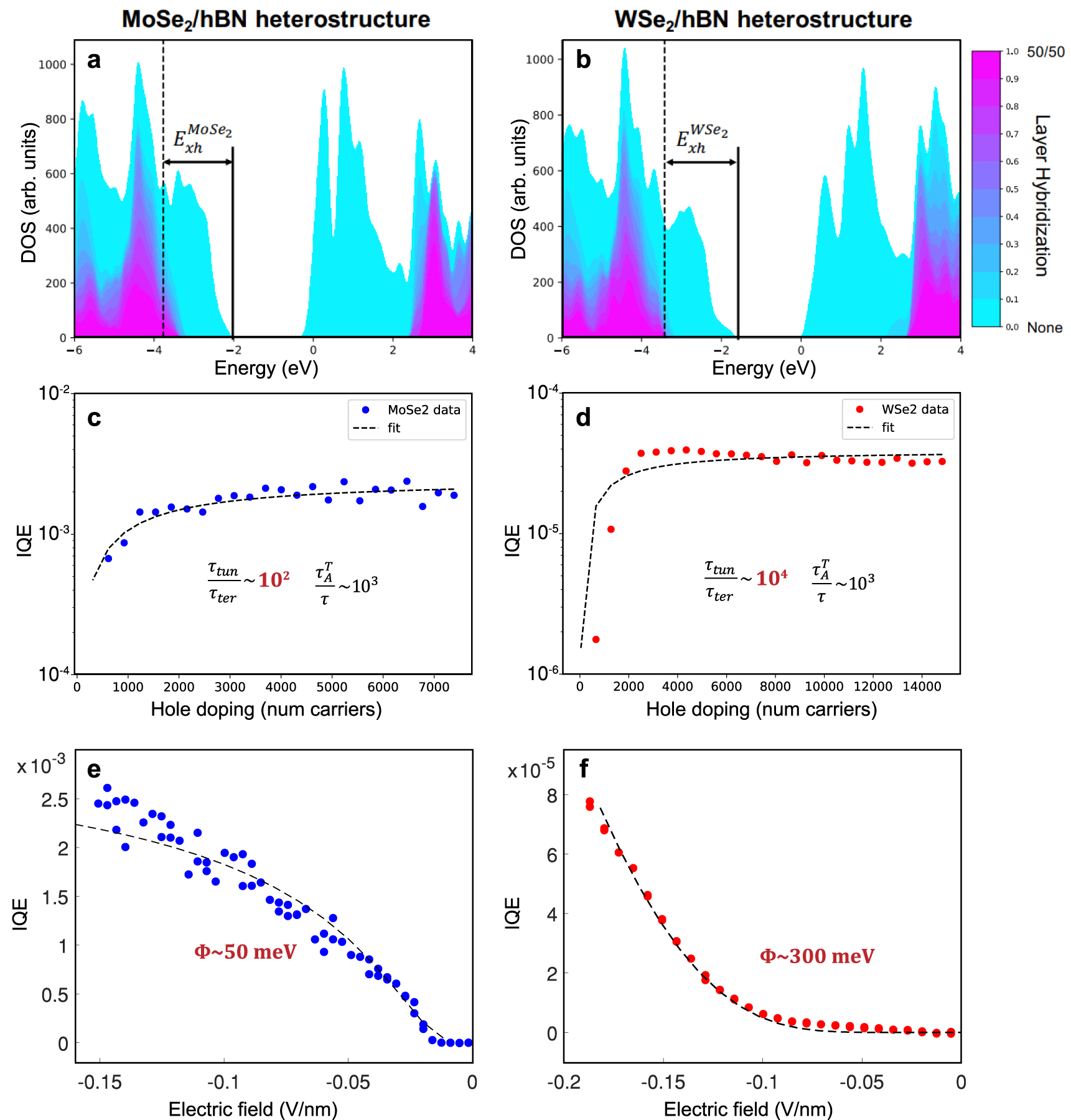 Figure 4: Band structure calculations and kinetics.Density functional theory (DFT) calculations of hybridization between transition metal dichalcogenide (TMD) and hexagonal boron nitride (hBN) states for MoSe2 (a), and WSe2 (b) indicate a valence band offset between TMD states and layer-hybridized states on the order of the exciton energy, Exh. c, d) Dual-gate doping dependence of photocurrent from device B fitted to extract hot hole generation rate and relative rates of tunneling and thermalization using a kinetic model. While both materials show a comparable hot hole generation, the lower internal quantum efficiency (IQE) in WSe2 is explained by substantially slower tunneling relative to thermalization. IQE is obtained from the EQE data in Figure 2, after compensating for absorptivity of the TMD and photon losses in the top gate. Fitting the field-dependence of photocurrent to a Fowler–Nordheim tunneling process gives effective barriers, Φ, of 50 meV in MoSe2 (e) and 300 meV in WSe2 (f).