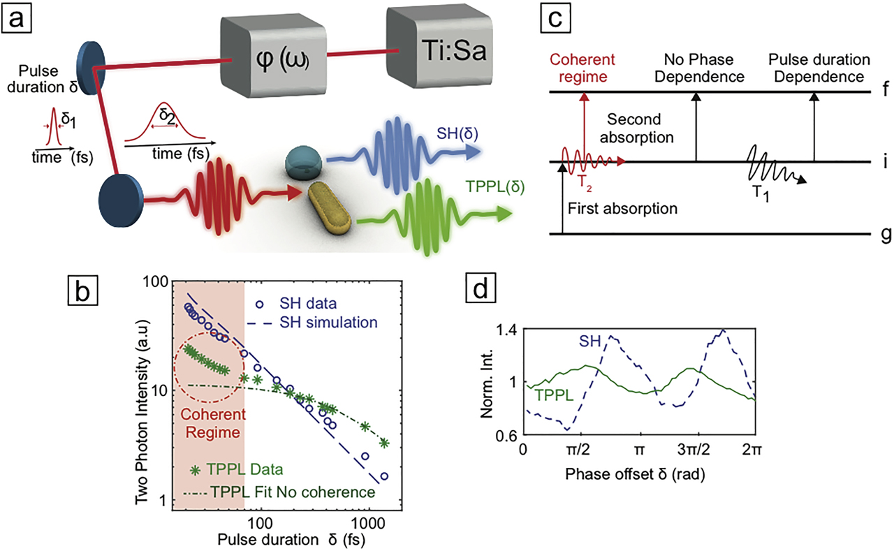 Figure 1: TPPL as a function of the pulse duration.(a) Schematic of the experiment: a pulse shaper changes the time duration of a laser pulse in the range of 15 fs–1 ps. The TPPL from a resonant nanoantenna and the SH from a nonresonant BaTiO3 are detected as a function of the pulse duration. (b) Experimental dependence of the SH (blue circles) and the TPPL from a resonant 90-nm long gold nanoantenna (green stars) on the pulse length δ$\delta $. The blue dashed curve is the predicted behaviour of the SH, which agrees well with the experiment. The dark green dot-dashed curve corresponds to a fit to the TPPL for δ>100 $\delta { >}100$ fs using Eq. (1) from which we infer a lifetime of the intermediate state T1≅350±50${T}_{1}\cong 350{\pm}50$ fs. For pulses shorter than ∼50 fs, a coherent regime develops. (c) Sketch of the three different regimes involved in TPE as a function of the pulse length. (d) Effect of a spectral phase scan on the TPPL from a resonant gold nanoantenna (green curve) and the SH from a BaTiO3 nanoparticle (blue curve). Note that the modulation depth is substantially reduced for the TPPL response. TPPL, two-photon–induced photoluminescence; TPE, two-photon excitation; SH, second harmonic.