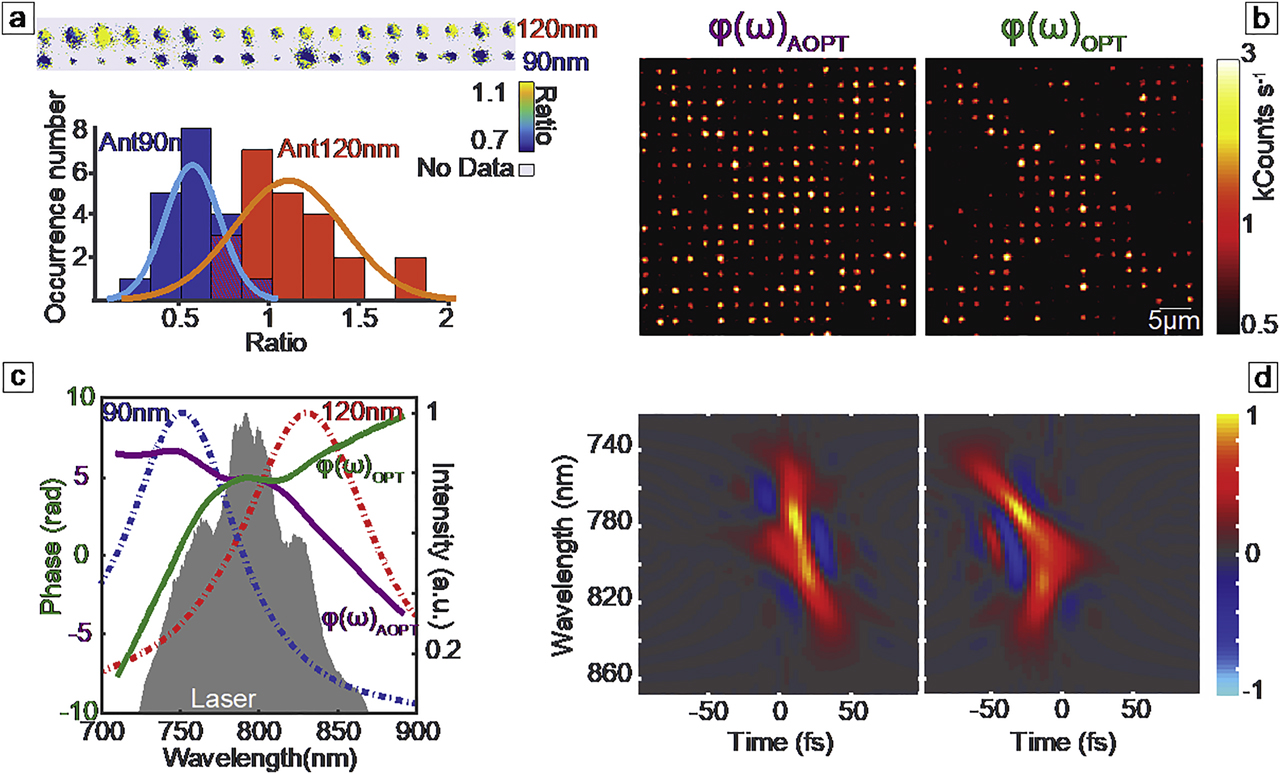 Figure 3: Coherent control of nanoantenna arrays.(a) The upper image is the ratio between the TPPL images of an array of nanoantenna pairs obtained with φ(ω)OPT and φ(ω)AOPT, respectively. Nanoantennas of 120 nm are brighter when using φ(ω)OPT, whereas the 90 nm ones are brighter when excited with φ(ω)AOPT. The histogram on the bottom quantitatively analyses the ratio of all the 90 nm antennas and 120 nm nanoantennas with the two different phases. The cyan and orange curves superimposed on the histogram are fits to the data assuming a normal distribution. Note that, in the histogram, a full array of nanoantennas is considered for the statistics (23 pairs), whereas in the upper image, a zoom on 17 pairs of nanoantennas is shown. We also note that for some of the 90 nm antennas, the TPPL intensity emitted with φ(ω)OPT is so low that it is not taken into account in the histogram graph. (b) Two-photon–induced photoluminescence images of an array of mixed 120 and 90 nm antennas using φ(ω)AOPT or φ(ω)OPT. The encoded message clearly appears when using φ(ω)OPT and is erased by φ(ω)AOPT. (c) Laser spectrum (shaded region), φ(ω)OPT (green curve) and φ(ω)AOPT (violet curve) as measured with the multiphoton intrapulse interference phase scan (see Methods). The red and blue dashed curves are the resonance response of the 90 nm and the 120 nm nanoantennas as obtained by Finite-Difference Time-Domain (FDTD) simulations. (d) Time–frequency Wigner representation of the pulses corresponding to the optimization (right) and antioptimization (left) case. TPPL, two-photon–induced photoluminescence.