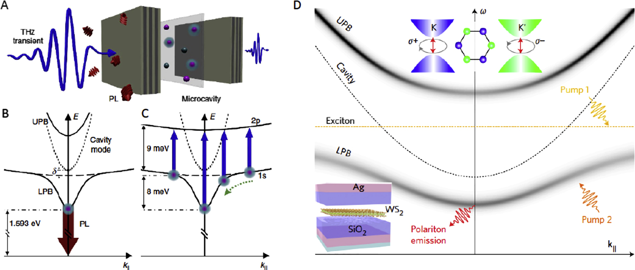 Figure 4: Cavity exciton polaritons.Panel A: polaritons (pink spheres with blue halo) emerge from strong coupling between the excitonic resonance in a quantum well (transparent sheet) and the photonic mode of a GaAs/AlGaAs microcavity. THz probing (blue curve) maps out the matter component of the polaritons, while photoluminesce (PL, red arrows) leaking through a Bragg mirror reveals the photonic component. Panel B: normal-mode splitting. The heavy hole 1s exciton resonance (dashed curve) and the photonic mode (dotted curve) are replaced by the upper polariton branch and lower polariton branch (UPB and LPB, respectively; solid curves). PL (thick red arrow) originates from the radiative decay of polaritons at small in-plane momenta k||. Panel C: THz absorption probes hydrogen-like intraexcitonic transitions. While the 1s state is spectrally shifted by strong light–matter coupling, the optically dark 2p exciton is not affected by the cavity. The resulting momentum dependence of the THz transition energy allows us to map out the momentum distribution of the polaritons as they relax toward k|| = 0 (green dotted arrow). From a study by Ménard et al. [174]. Panel D: schematic of the valley exciton polariton phenomena. The solid (gray) curves indicate LPB and UPB. The bare cavity and the exciton dispersion are shown by the black and orange dashed curves, respectively. Pump 1 is used to excite directly the exciton reservoir, whereas pump 2 excites the lower polariton branch at specific k|| and ω. The emission is collected at smaller angles. The top inset shows the valley polarization phenomena in 2D transition metal dichalcogenide (TMDC) semiconductors caused by the broken inversion symmetry. In these materials, the K and K′ points correspond to the band edges separated in momentum space but energetically degenerate. The bottom inset is a schematic of the microcavity structure with silver and a SiO2 cavity layer embedded with prototypical TMDC materials WS2. From a study by Sun et al. [175].