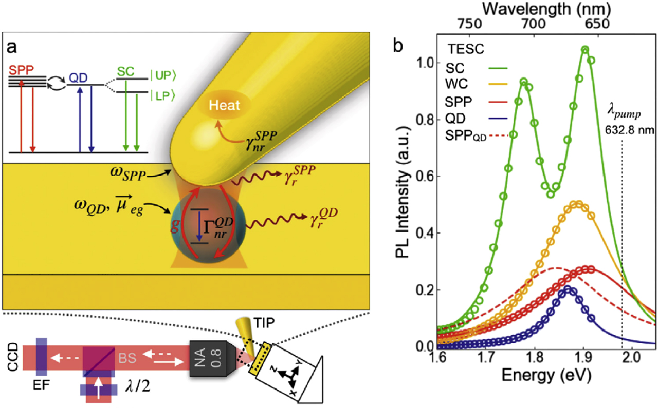 Figure 8: Tip-enhanced spectroscopy of plexcitons.Panel A: the strongly confined ∣Ez∣ field in a plasmonic nanogap cavity surrounding a single isolated CdSe/ZnS quantum dot (QD) and a tilted Au tip induce coupling between the plasmon and exciton. Panels B: Measured PL spectra for the QD, cavity plasmon polariton, weakly coupled system (WC) and strongly coupled states (SC) with coupling strength g = 141 meV. A Lorentzian lineshape representing the redshifted plasmon resonance in the presence of the QD is calculated from the fitted values (SPPQD) [398].