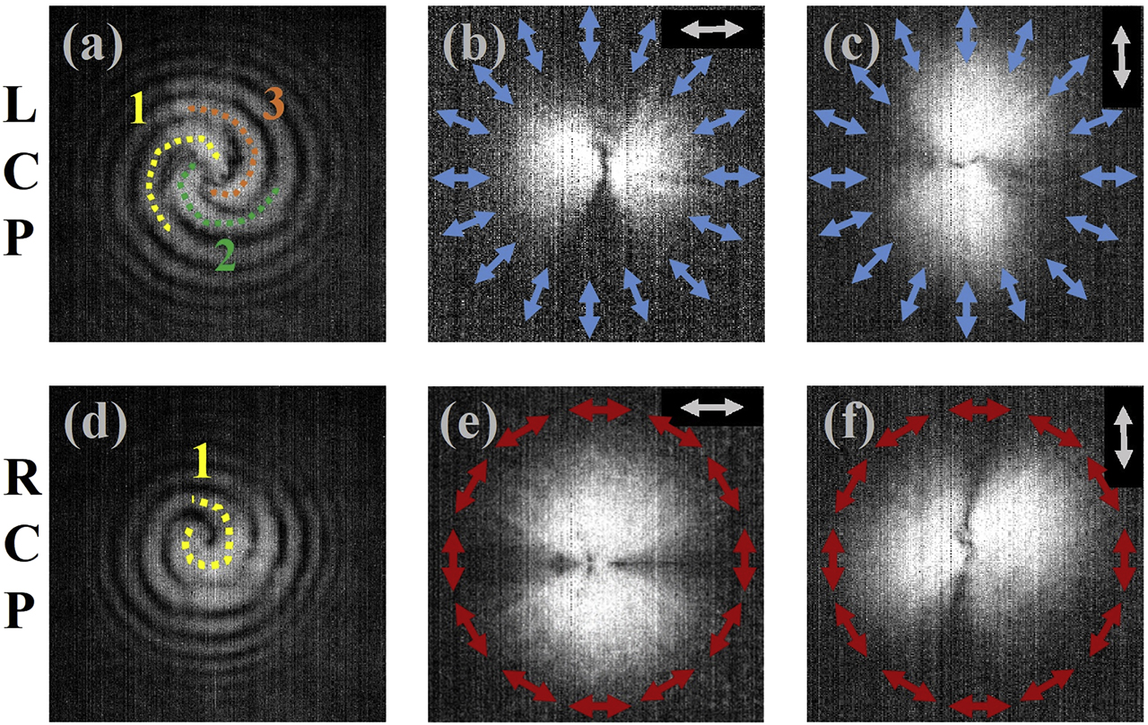 Figure 5: Experimental characterizations on metadevice I.Measured far-field interference patterns between a spherical reference wave and light beams reflected by metadevice I under (a) left circular polarization (LCP) and (d) right circular polarization (RCP) incidences, respectively. Far-field images recorded by our charge-coupled device (CCD) with a linear polarizer placed in front of it, tilted by an angle of (b, e) 0° and (c, f) 90°, as metadevice I is illuminated by (b, c) LCP and (e, f) RCP incidences, respectively. Arrows in (b, c, e, f) illustrate the expected polarization patterns at different angles.