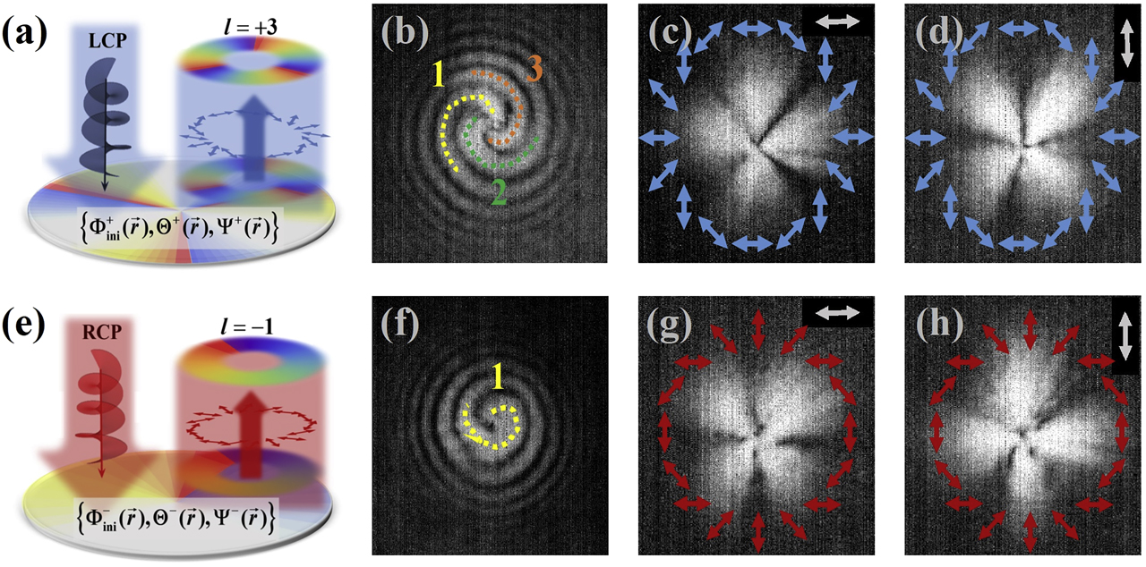 Figure 6: Experimental characterizations of metadevice II.Schematics of light scatterings at a metadevice exhibiting {Φini+,Θ+,Ψ+}$\left\{{{\Phi}}_{\text{ini}}^{+},{{\Theta}}^{+},{{\Psi}}^{+}\right\}$ and {Φini−,Θ−,Ψ−}$\left\{{{\Phi}}_{\text{ini}}^{-},{{\Theta}}^{-},{{\Psi}}^{-}\right\}$ distributions as given by Eqs. (9) and (10), under illuminations of (a) left circular polarization (LCP) and (e) right circular polarization (RCP) incidences. Measured far-field interference patterns between a spherical reference wave and light beams reflected by metadevice II under (b) LCP and (f) RCP incidences, respectively. Far-field images recorded by our CCD with a linear polarizer placed in front of it, tilted by an angle of (c, g) 0° and (d, h) 90°, as metadevice II is illuminated by (c, d) LCP and (g, h) RCP incidences, respectively. Arrows in (c, d, g, h) illustrate the expected polarization patterns at different angles.