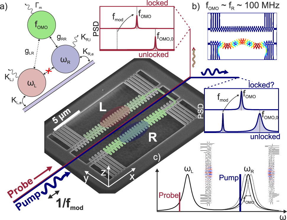 Figure 1: Optomechanical system and detection scheme.(a) Illustration of the optomechanical setting explored. Two optical cavities of frequencies ωR (blue) and ωL (red), with ωR−ωL≫κL,R${\omega }_{R}-{\omega }_{L}\gg {\kappa }_{L,R}$, can be driven via a common bus waveguide. A single mechanical mode of interest (green) is coupled optomechanically to both optical cavities, although the coupling strength is highly asymmetric, i.e., gRR≫gLR${g}_{RR}\gg {g}_{LR}$. Cavity R is optically driven, leading to optomechanical self-oscillation of the mechanical mode at frequency fOMO,0${f}_{\text{OMO},0}$. This system is realized with two close-by silicon optomechanical crystal nanobeams that are connected by a mechanical link. Both beams support optical cavity modes that are spectrally and spatially isolated (c), as shown in the central SEM image. A flexural mode of the right beam (b) is selected by pumping (blue path) the right optical cavity mode at a wavelength and power where phonon lasing at frequency fOMO,0∼fm∼100 MHz${f}_{\text{OMO},0}\sim {f}_{m}\sim 100\text{\,MHz}$ occurs. Due to the link, the mechanical mode also couples weakly to the left optical cavity, which is addressed via a probe optical signal (red path). The optomechanical transduction of the right (left) cavity exhibits a strong (weak) peak at the oscillation frequency fOMO,0${f}_{\text{OMO},0}$. If the pump laser is intensity-modulated at frequency fmod, the PSD of transmitted pump (probe) light has (does not have) an additional peak at fmod. Tuning fmod can lead to injection locking. While the presence of a single peak is a necessary condition for injection locking, it is not a sufficient one in the pump PSD (blue box). The presence of a peak at fmod in the PSD of the probe laser is however an unambiguous evidence of injection locking (red box).