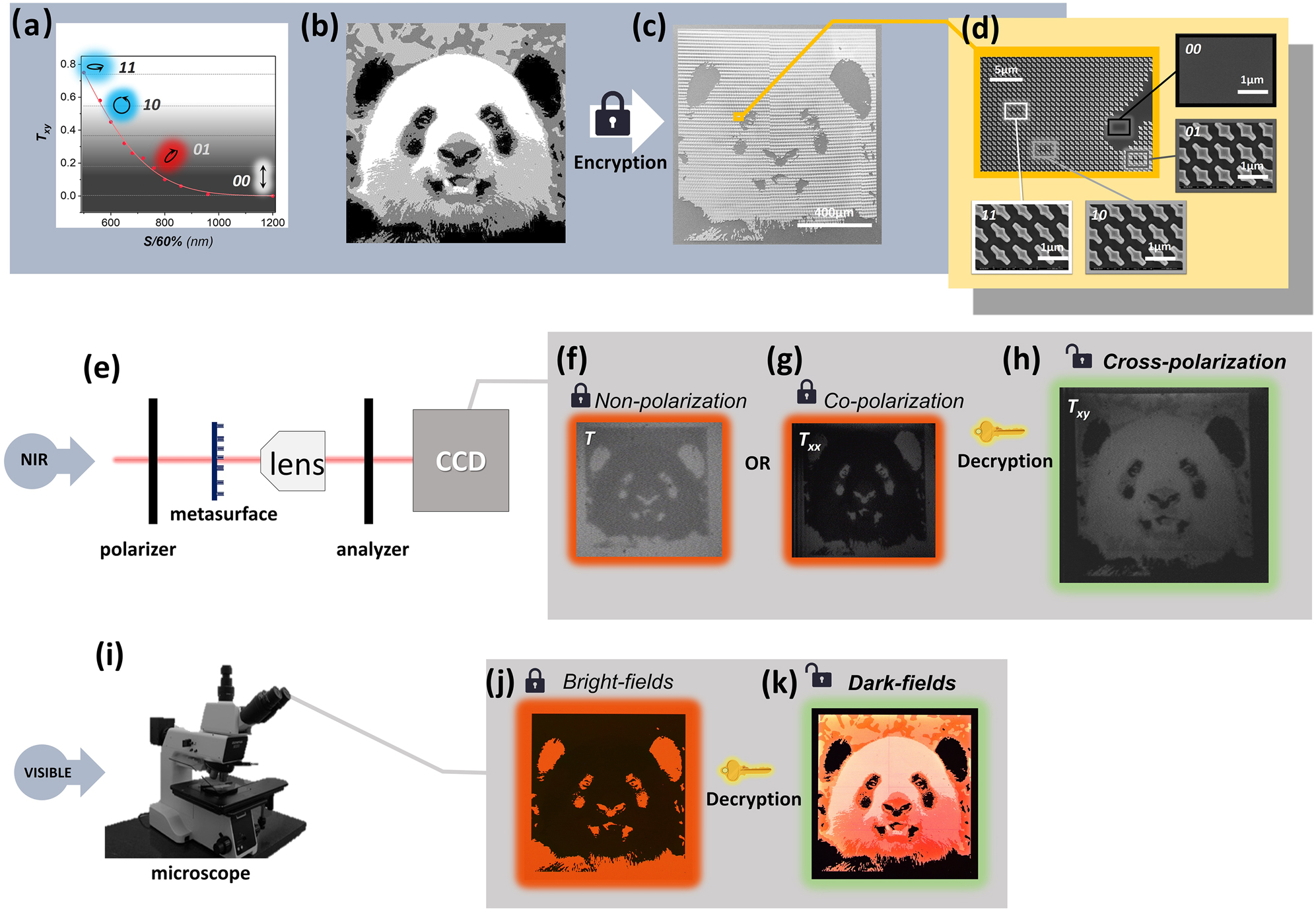 Figure 4: Single-channel image storage for high-resolution grayscale image encryption.(a) Simulated cross-polarization transmissivities (Txy) of CNs with different s, and the local output polarization of four types of CNs in (d) are also marked. (b) Original 2-bit grayscale image of a panda. (c) SEM image of encrypted metasurface, and it is composed of four kinds of CNs. (d) Enlarged SEM images of the encrypted metasurface in (c), and there are four kinds of CNs in this region. The numbers on the images demonstrate the 00, 01, 10 and 11 grayscale values of the corresponding pixels. (e) Experimental setup to characterize the encrypted image in the band from 1.2 to 1.9 µm. (f)–(h) Infrared microscopic images of the encrypted metasurface observed by unpolarized transmission light, copolarized transmission light and cross-polarized transmission light. (i) Picture of microscope operating in visible band. (j) and (k) Dark-field and bright-field microscopic images of the encrypted metasurface observed in visible band.