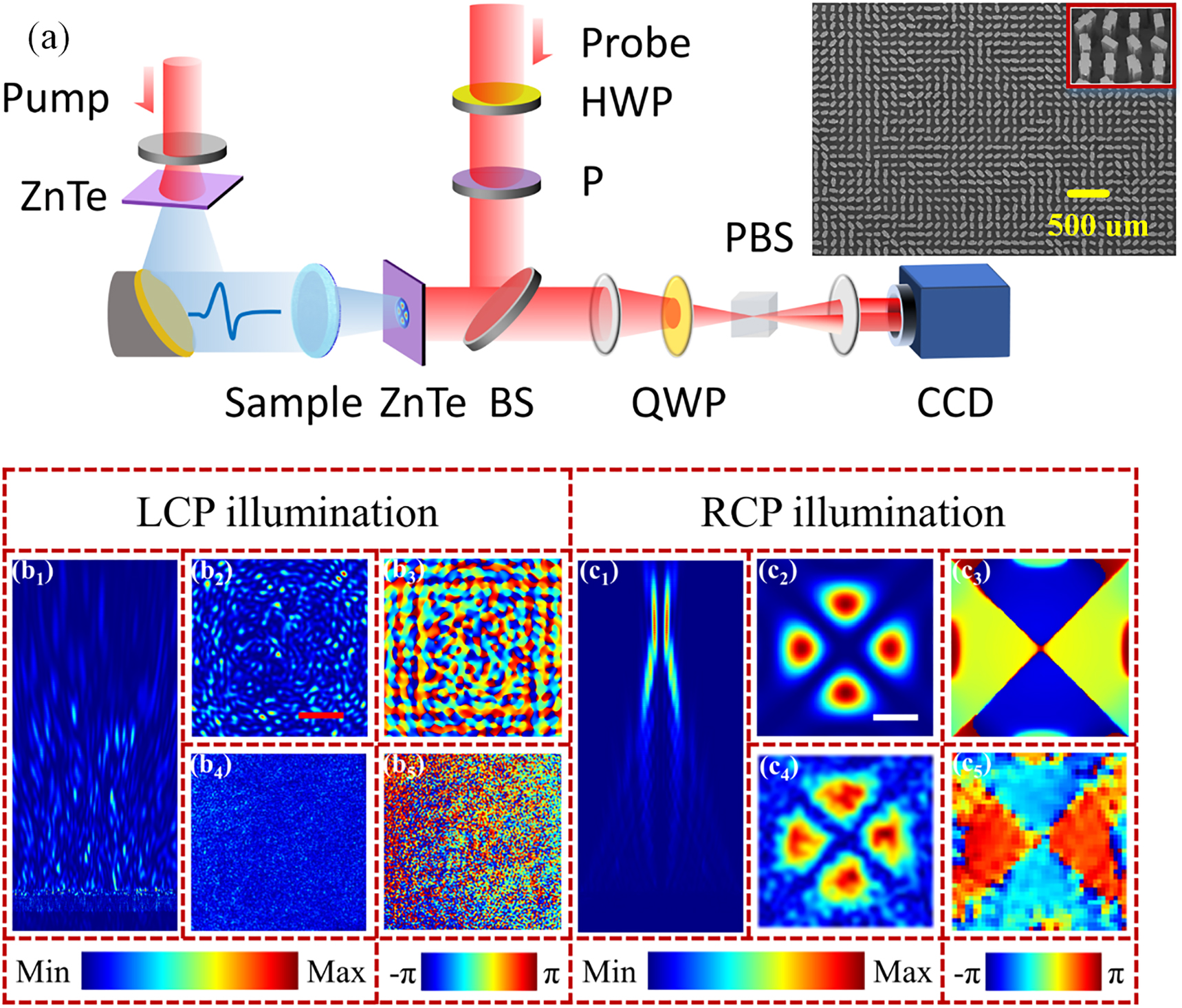 Figure 5: (a) Schematics of the THz digital holographic imaging system. (Half-wave plate [HWP]; polarizer [P]; quarter-wave plate [QWP], beam splitter [BS]; polarization beam splitter [PBS]; charge coupled device [CCD]). Inset shows the SEM images of the metasurface-5. (b) and (c) The simulated and experimental results of the metasurface-5 under the LCP/RCP illumination, respectively.The red scale bar is 2 mm and the white one is 300 μm.