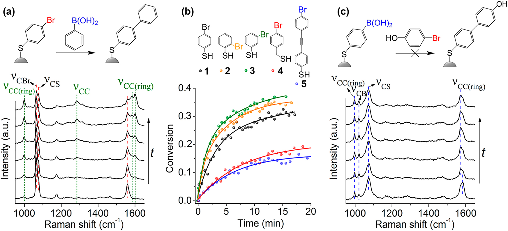 Figure 3: Suzuki-Miyaura reactions monitored by SERS.(a) SER spectra of Suzuki-Miyaura reactions at different time points on 4-BTP coated Au-Pd structures. (b) Kinetics of the reaction with different precursors. (c) SER spectra of 4-mercapto-phenylboronic acid (4-MPBA) on Au-Pd structures [45].