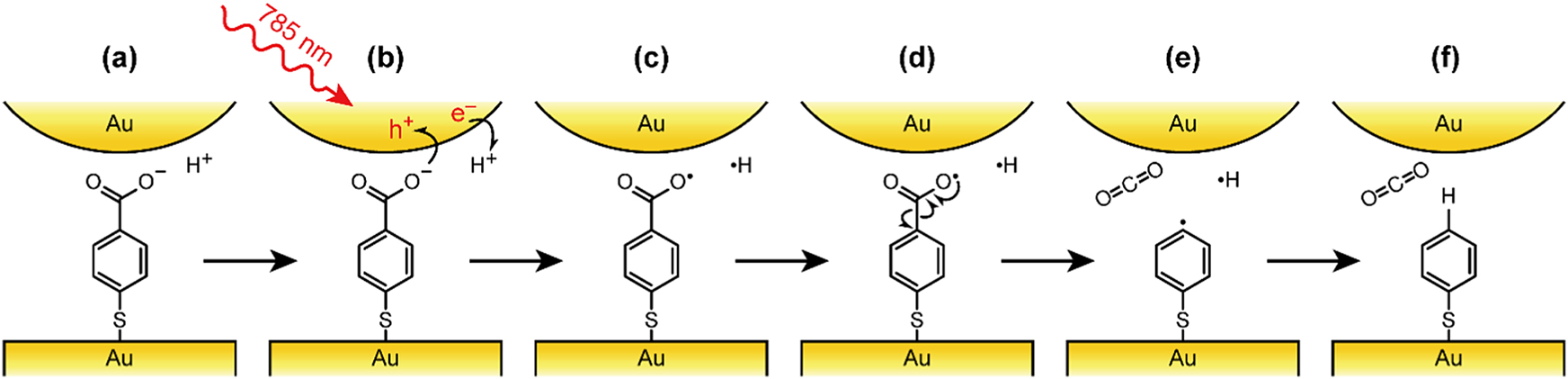 Figure 4: Mechanism of the plasmon-driven scissoring reaction proposed by Yoon group.Hot holes from Au-coated tip are transferred to carboxylate anion of 4-MBA (a-b), while hot electrons are transferred to protons, leading to the formation of carboxyl radicals and hydrogen atoms (c-d). The radicals then undergo intermolecular rearrangement that leads to the C-C bond cleavage (e-f) [46].