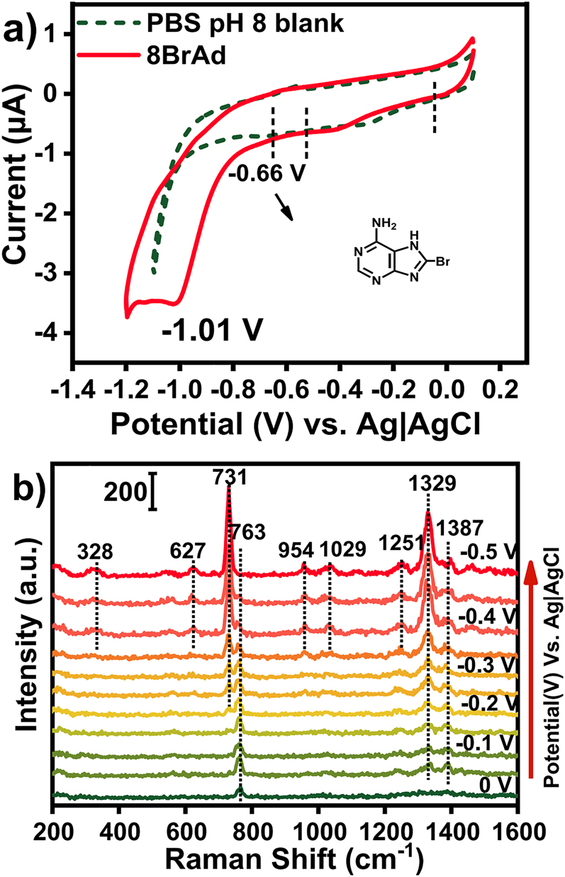 Figure 5: (a) Cyclic-voltage curves of silver nanoparticles @ silver electrode in the presence (red line) and absence (dotted green line) of 8-BrAd. (b) EC-SERS of 8BrAd on AgNPs@Ag electrode (532 nm laser @ 0.1 mW) [50].