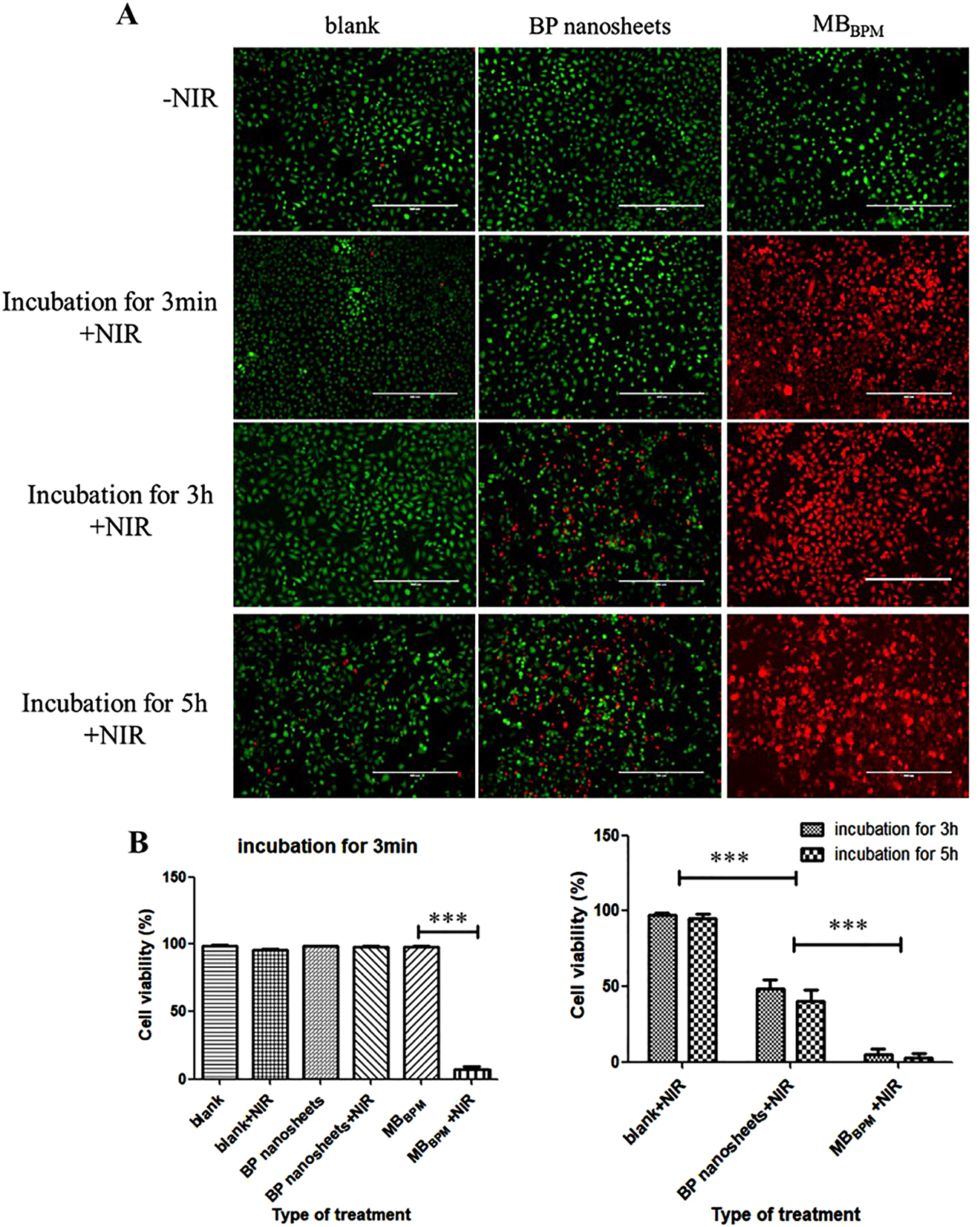 Figure 10:
(A) The fluorescence images of the MCF-7 cancer cells treated with BP nanosheets, MBBPM, or none of them (blank) without or with NIR laser irradiation after incubation for 3 min, 3 h, or 5 h and then stained with calcein AM (green) and PI (red) for live and dead cells, respectively. (B) The corresponding relative viability of the treated MCF-7 cancer cells. The scale bar is 400 μm. Data represent mean with SD, n = 5. *p < 0.05, **p < 0.01, ***p < 0.001.