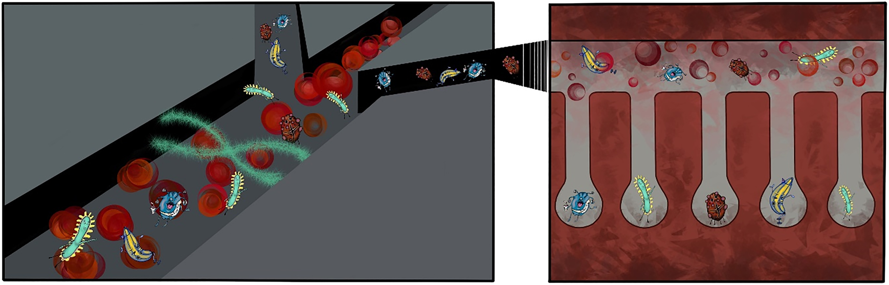 Figure 21: 
Illustration of the microfluidic platform based on surface acoustic waves (SAW) – with indicated pressure node (green sinusoid) – sorting flowing bacteria directly from blood to dedicated microfluidic chip with microchambers (left and right channels) for further bacteria recognition and consequent analysis under defined antibiotic. Red blood cells, white blood cells, and platelets are directed to the middle channel. In the chip parallel laminar flows of the cultivation medium and antibiotic solution of known concentration can be maintained along with the use of optical tweezers to manipulate and sort identified cell to the different chambers. Illustration on the right shows microfluidic chip with microchambers which shows how identified bacteria can be placed to the separate microchambers for further detailed analysis either with SERS or with Raman spectroscopy. Figure courtesy of Gabriela Samkova.