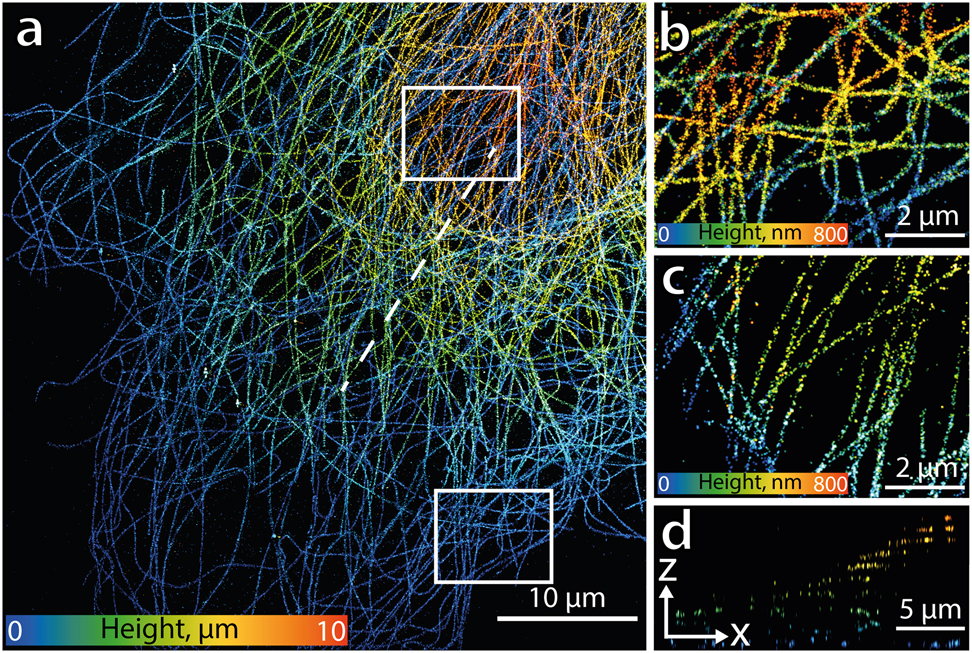 Figure 4: Multiplane astigmatism-based single-molecule localization microscopy.(a) A height coded render of tubulin in a COS-7 cell immunostained with Abberior FLIP-565 self-blinking dye imaged by adding 60 nm RMS of astigmatism. (b–c) Zoom-ins from the bottom (b) and top (c) planes of the full image stack (d) A slice marked in (a) with a dashed line showing the axial profile of the whole volume consisting of 10 sub-volumes spaced with 1 μm distance.