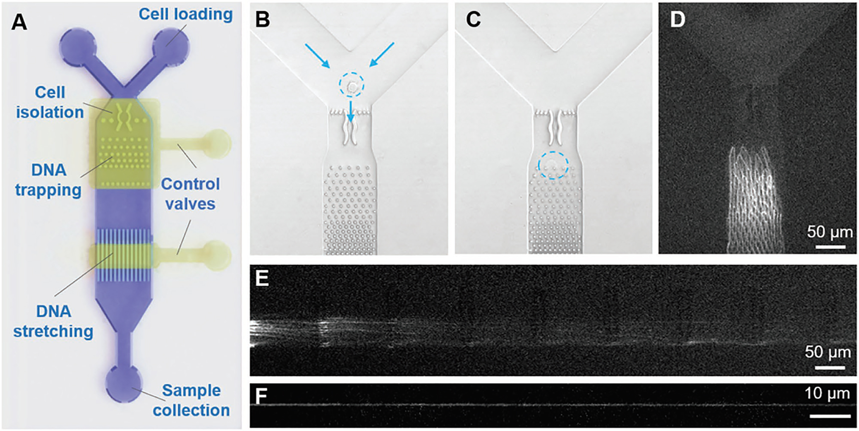 Figure 4: An integrated micro/nanofluidic device fabricated by soft lithography collaborated with controllable elastomeric collapsing for single-cell genomic analysis: (a) Schematic of the device; optical images of (b) single-cell trapping and (c) cell lysis; (d) fluorescent image of the DNA around the micropillars. (e) The DNA strands extend more than 1 mm around the micropillars in the microchannel. (f) Long genomic DNA molecule extension in a 60 nm deep nanochannel under a control pressure. Reproduced from [137].