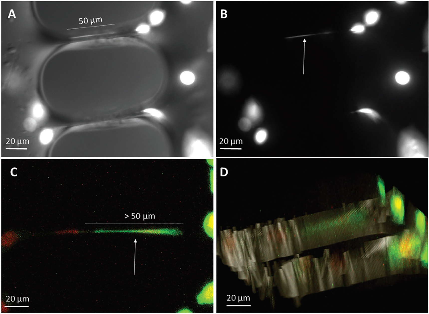 Figure 8: Cell stretching inside the nanochannels created by FLAE-NGD: (a, b) Grayscale fluorescence microscopy images of cell nuclei invading the narrow regions of the nanochannels. (a) Obtained by merging fluorescence and optical microscope images of cells. The white arrow in (b) shows an elongated cell inside the nanochannel. (c) 2D and (d) 3D confocal fluorescence microscopy images of cells additionally stained for a membrane marker (green). Reproduced from [91].