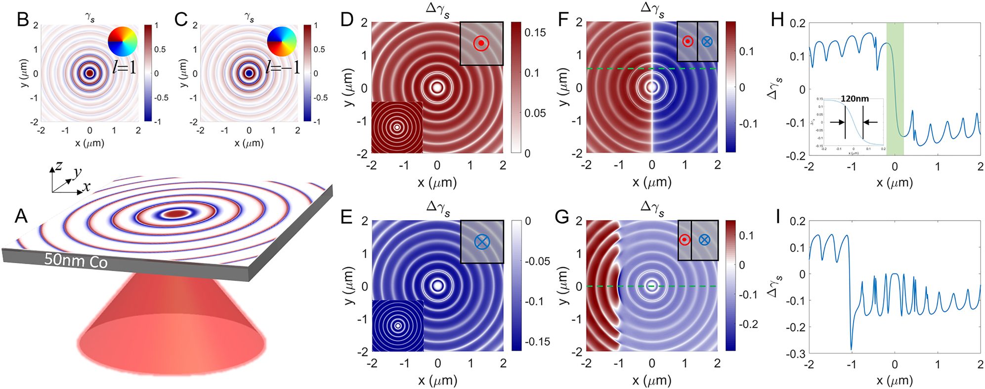 Figure 3: 
(A) Schematic diagram for the generation of a photonic skyrmion in a ferromagnetic material on the example of the SPP excited on a surface of a thin (50 nm) Co film by a tightly focused (NA = 1.49) radially polarized beam. Incident angles below 40° are blocked to stabilize the generation of photonic skyrmions. The permittivity and the gyration vector constant of cobalt at wavelength of 633 nm are the same as in a Figure 1. (B,C) Spin states of (B) positive and (C) negative skyrmions generated with l = ±1 RP beam, respectively, with the Co magnetization in a positive z direction. (D) Spatial distribution of Δγ

s
 for the skyrmions in (B) and (C). Corresponding theoretical distributions of Δγ

s
 obtained from Equation (9) is depicted in the bottom left inset. (E) The same as (D) for the magnetization oriented in negative z direction. (F,G) Spatial distributions of Δγ

s
 for the magnetic structure consisting of two domains with opposite magnetization orientation: the domain wall is at (F) x = 0 and (G) x = −1 μm. (H, I) Cross-sections marked in (F, G) with a green dashed line. Inset in (H) is a zoomed view of the spin structure of the area indicated with light green box in (H).
