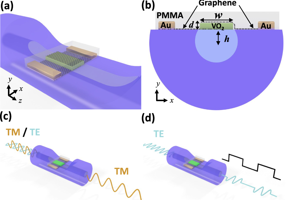Figure 1: 
(a) The perspective view of the proposed in-line fiber modulator formed by overlaying a VO2 layer on the side-polished fiber. (b) The cross-section details. Bi-function operation as (c) TM-pass polarizer and (d) TE modulator.
