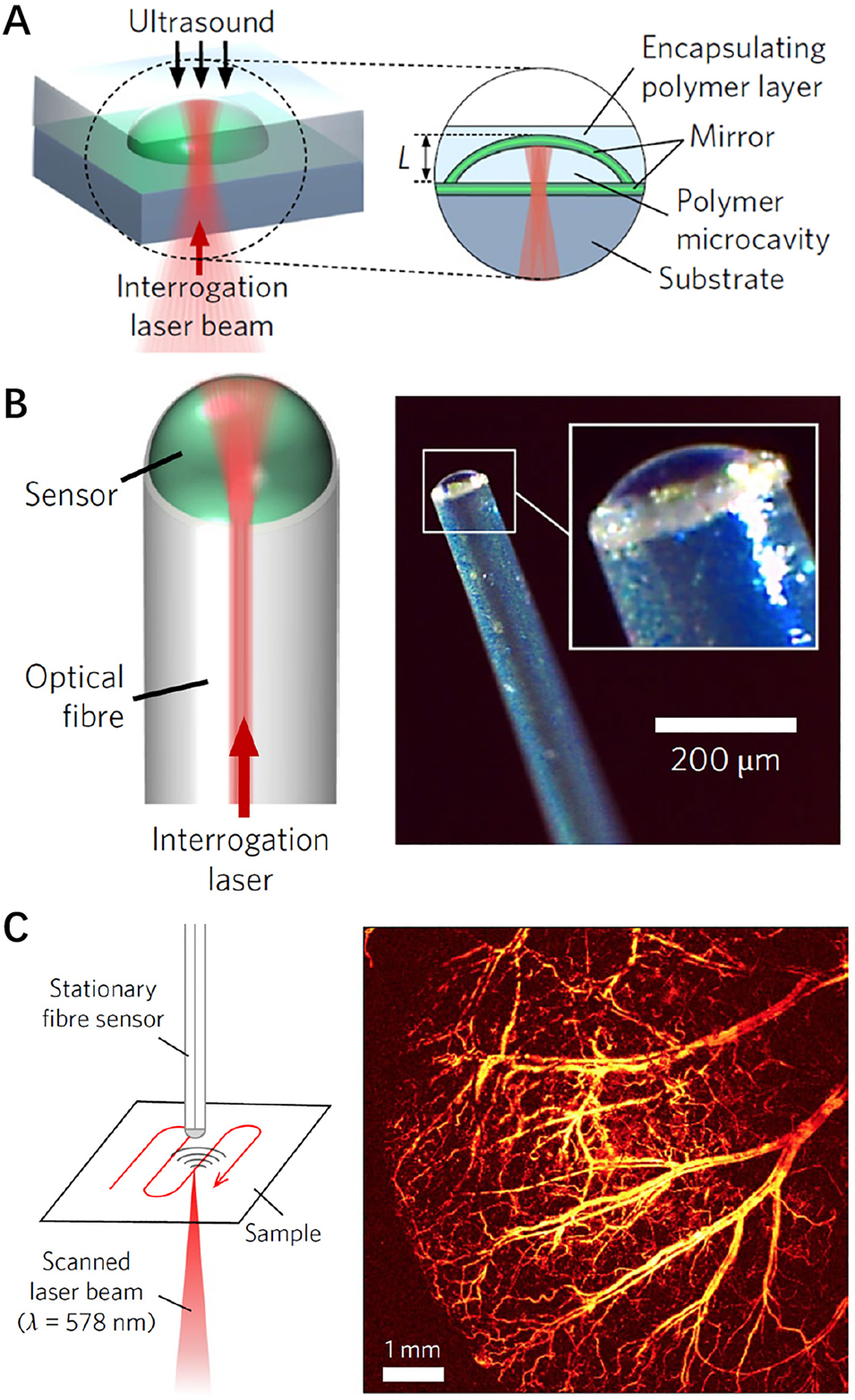 Figure 21: 
Acoustic sensing using a plano-concave F–P -cavity [59]. (A) Schematic of the plano-concave polymer microresonator. (B) Microresonator fabricated at the end of the fiber for imaging applications. (C) Photoacoustic imaging demonstrated using this plano-concave polymer microresonator.
