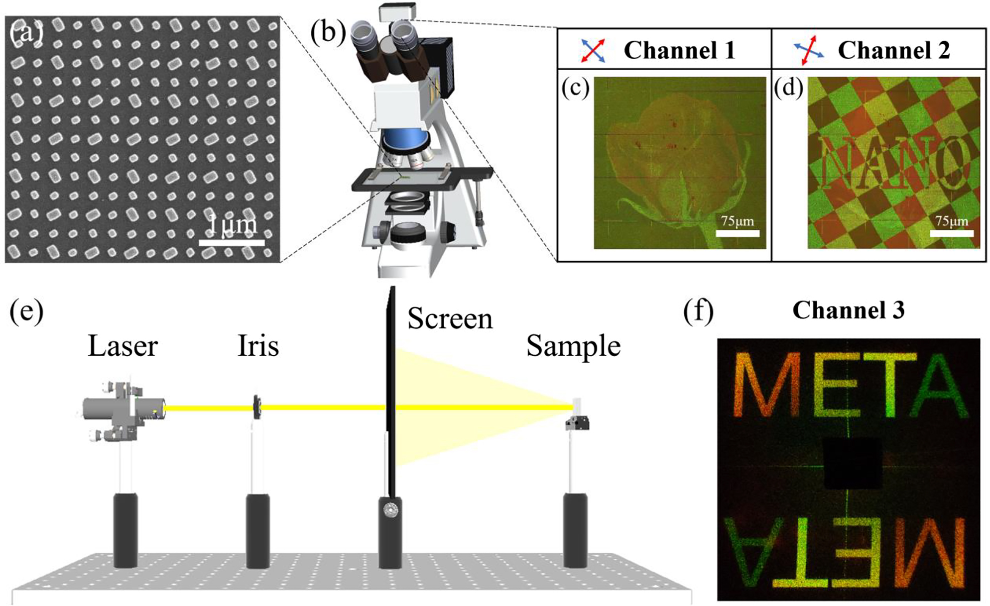Figure 4:
Experimental setups and results of the non-orthogonal polarization multiplexed metasurface.
(a) Partial view of the SEM image of the fabricated metasurface. The scale bar is 1 µm. (b) Experimental setup for capturing nanoprinting images. (c) and (d) Experimentally captured polychromatic nanoprinting images under halogen lamp illumination in channels 1 and 2, respectively. The scale bars are 75 µm. Red and blue arrows on the top indicate the polarization directions of the bulky polarizer and analyser, respectively. (e) Optical path setup for holography. (f) Experimentally obtained polychromatic holographic image under laser beam illumination.