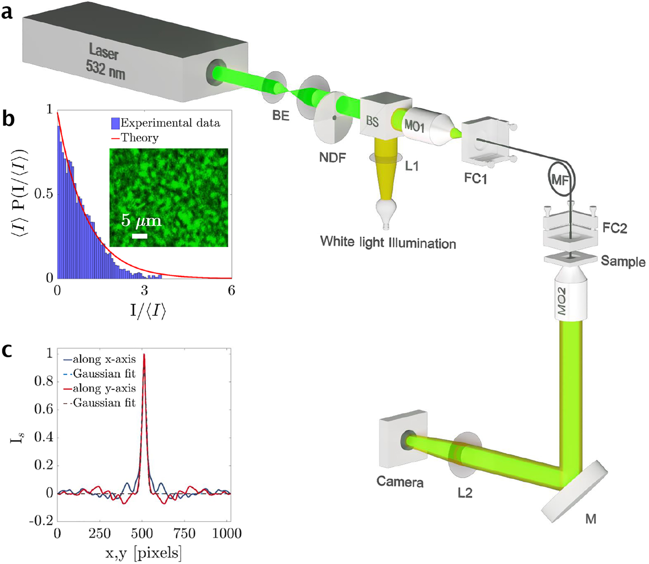 Figure 1: 
(a) Schematic of the experimental setup; BE: beam expander, MO: microscope objective, MF: multi-mode fiber, NDF: neutral density filter, BS: beam splitter, FC: fiber coupler, L: lens, M: mirror. (b) Intensity distribution of the speckle pattern at the sample plane and negative exponential function fitting. Blue bars demonstrate the experimental data and red solid line shows the theoretical probability density function, which follows the negative exponential distribution. Inset: A microscopy image of the speckle pattern. (c) Normalized speckle pattern intensity spatial auto-correlation function I
s as a function of position. The blue and red lines are speckle intensity along x and y axis, respectively, and the dashed blue and red lines are their corresponding Gaussian functions. The average speckle grain size is determined from the standard deviation of the Gaussian function. In our case, the average speckle grain size is 1.69 ± 0.20 μm. In our configuration 1 pixel equals to 0.052 μm.
