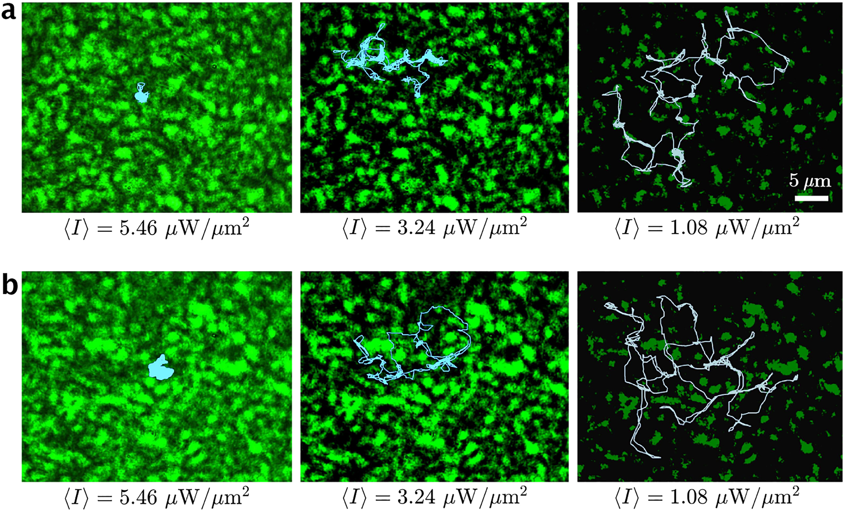 Figure 2: 
The experimental trajectories (turquoise solid lines) of high- and low-refractive-index (with respect to their surrounding) particles in regressive confinement through decreasing the average speckle intensity (⟨I⟩ = 5.46 μW/μm2, ⟨I⟩ = 3.24 μW/μm2, ⟨I⟩ = 1.08 μW/μm2) for the duration of 1000 s. The surrounding medium is distilled water of refractive index n
m = 1.33, viscosity of η
w = 0.001 N s/m2 at temperature T = 300 K. The background represents the speckle field generated by propagating of a solid state laser light through a multimode fiber. (a) Trajectories of a polystyrene particle of diameter D
p = 1 μm and refractive index of n
p = 1.59. (b) Trajectories of a liposome vesicle of diameter D
l = 1 μm and refractive index of n
l = 1.30.
