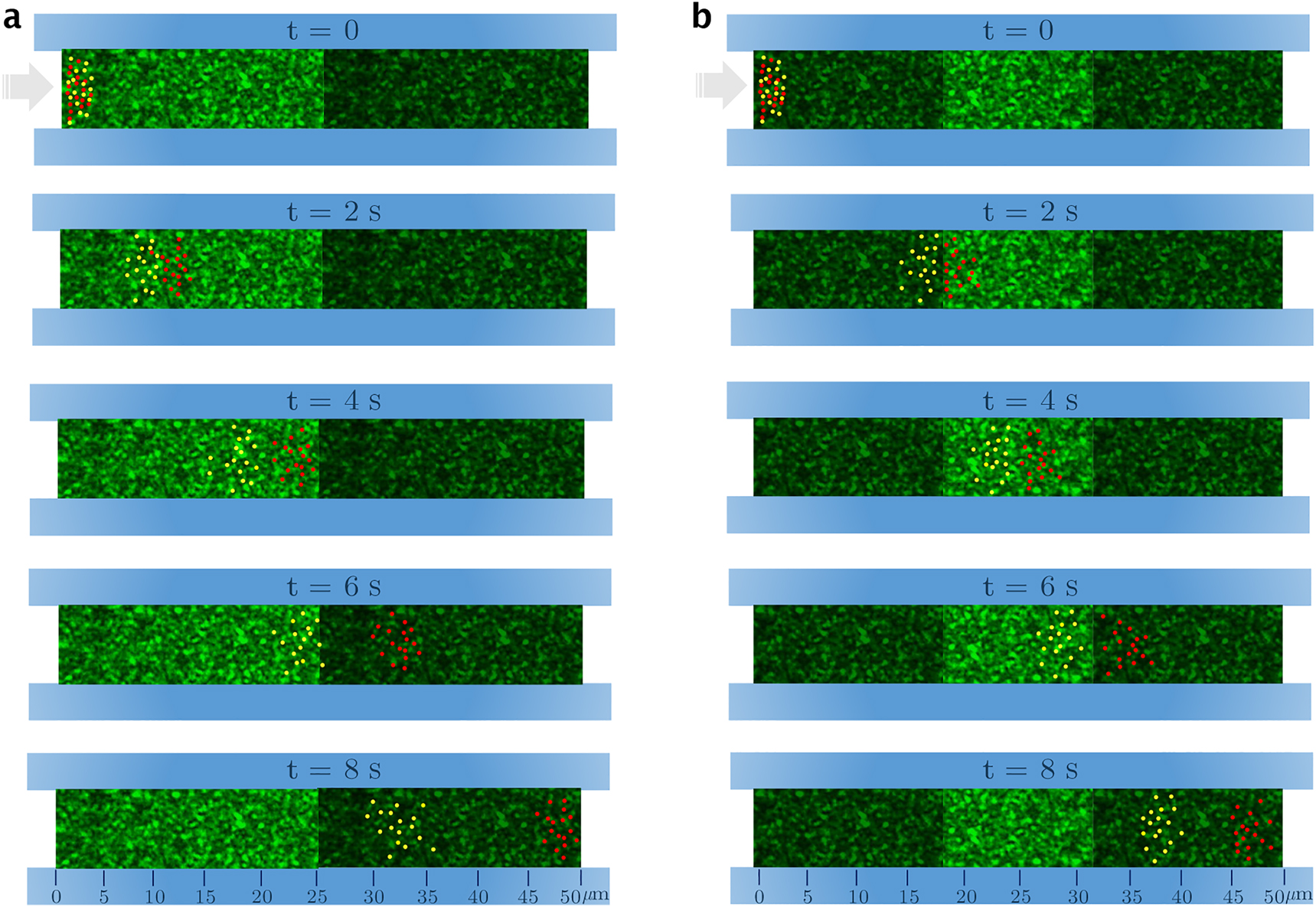 Figure 5: 
Microfluidic speckle filtering of NP-loaded liposome (gold color dots) from the empty ones (red dots), based on their velocity hindering in varying speckle intensity. The average speckle intensity is changed (from ⟨I⟩ = 6.2 μW/ μm2 to ⟨I⟩ = 0.93 μW/μm2, or vice versa) in (a) one and (b) two boundaries. Sample time lapses belong to every 2 s and the process takes a time duration of about 8 s.
