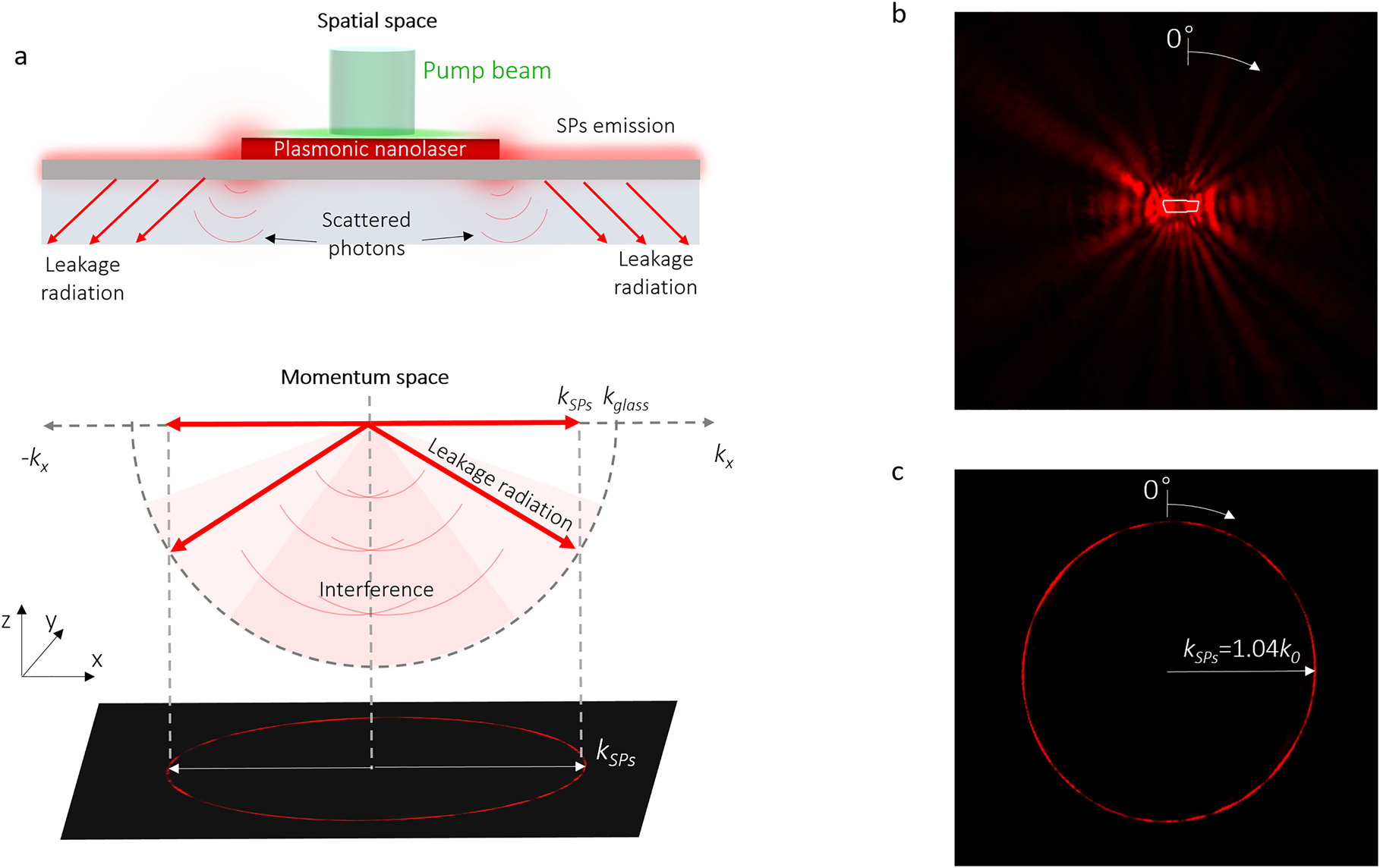 Figure 1: 
Imaging the surface plasmon dark emission of a plasmonic nanolaser by leakage radiation microscopy.

a Schematic of leakage radiation microscopy for imaging the emission of a plasmonic nanolaser in spatial (top) and momentum (bottom) spaces. b–c Spatial (b) and momentum (c) space images of a plasmonic nanolaser emission obtained via leakage radiation microscopy (false color). Figure adapted [34].
