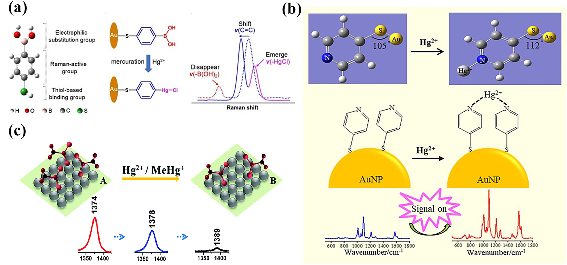 Figure 1: 
Detection of Hg2+ through SERS-active MREs reacting with Hg2+ ions. 
(a) Recognizing Hg2+ ions through electrophilic substitution reaction between Hg2+ and 4-MPBA [54]. (b) Recyclable 4-MPy/AuNPs/ITO chips for Hg2+ ions detection [55]. (c) SERS frequency-shift method to determine Hg2+ or MeHg+ via binding with dimethyldithiocarbamic acid sodium salt (DASS) [56].
