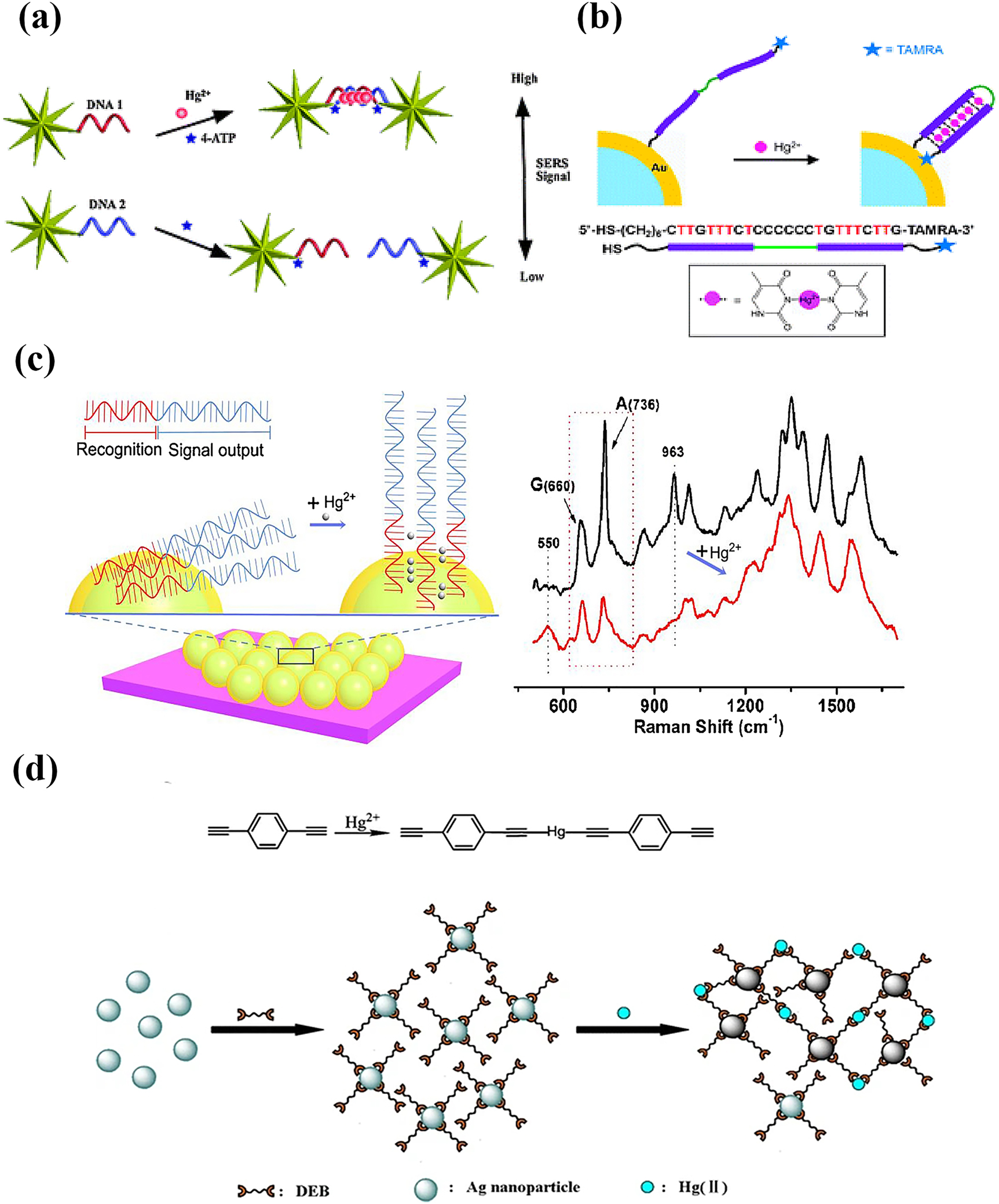 Figure 2: 
Schematic diagram of the detection of Hg2+ ions based on “turn-on” mode.
(a) Self-assembly gold nanostars aggregated to dimers based on the T–Hg2+–T structure [57]. (b) The DNA aptamer was induced into a hairpin structure [60]. (c) The DNA aptamer adsorbed vertically on the surface of SiO2@Au core/shell nanoparticles [61]. (d) Hg2+ ions connected to DEB to trigger the aggregation of AgNPs [62].
