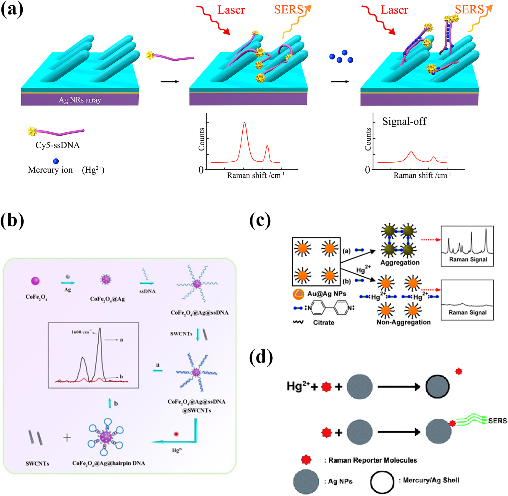 Figure 3: 
Schematic description of the detection of Hg2+ ions based on “turn-off” mode.
(a) Single-stranded oligonucleotides converted into double-stranded-like complexes with a vertical orientation [63]. (b) The SWCNTs stayed away from ssDNA because of the formation of the T–Hg2+–T structure [64]. (c) Dpy molecules were bound to Hg2+ ions and released from the metal surface [65]. (d) Hg2+ ions were reduced to zero-valent mercury and formed an amalgam [67].
