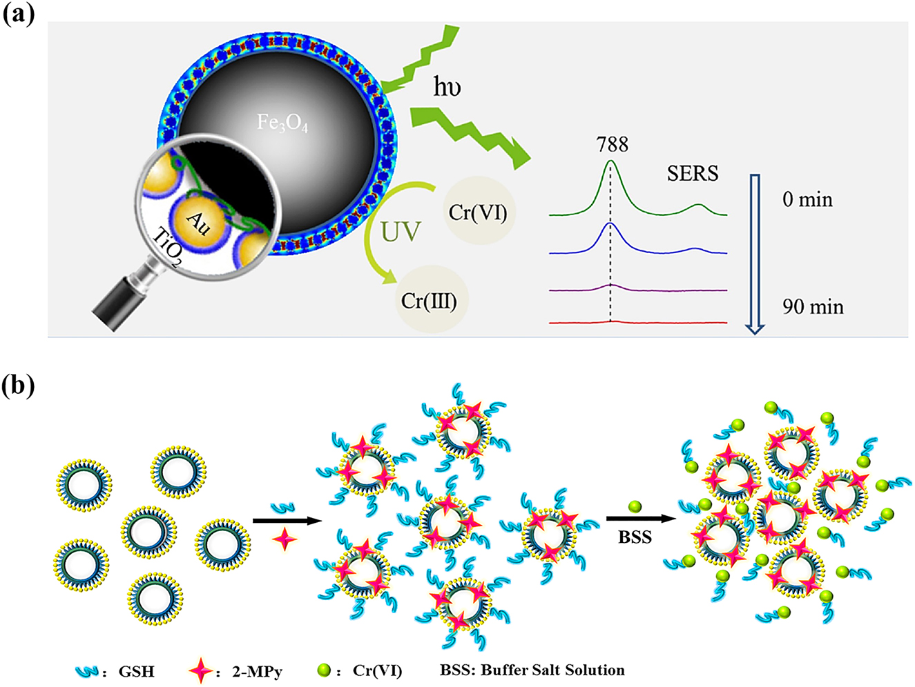 Figure 9: 
SERS-based chromium(VI) detection. (a) Direct detection of Cr(VI) based on the characteristic peak at 788 cm−1 using Fe3O4–Au@TiO2 substrate [139]. (b) GSH bonding with Cr(VI) to form Cr(VI)–GSH complexes [141].
