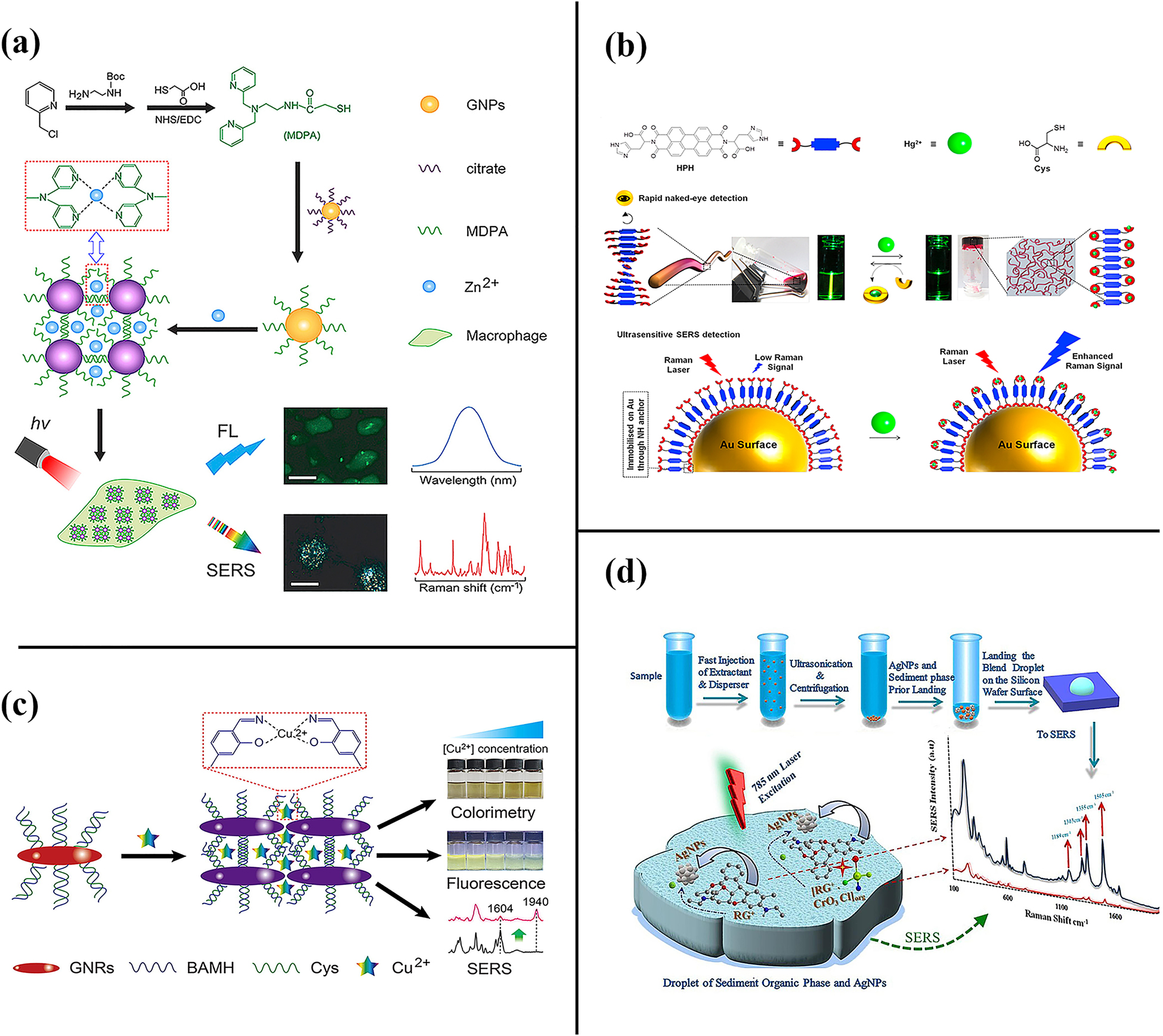 Figure 11: 
The combination of SERS and fluorescence (microextraction) techniques for the detection of heavy metal ions. (a) Zn2+ triggered the self-aggregation of MDPA–AuNPs [144]. (b) An ultrasensitive fluorescence and SERS dual-sensor platform for the determination of trace Hg2+ ions based on HPH as a dual-responsive probe [145]. (c) A colorimetric/fluorescent/SERS triple-mode sensor for Cu2+ ions’ detection based on AuNRs@BAMH [146]. (d) The co-working of SERS and microextraction for chromium(VI) speciation [147].
