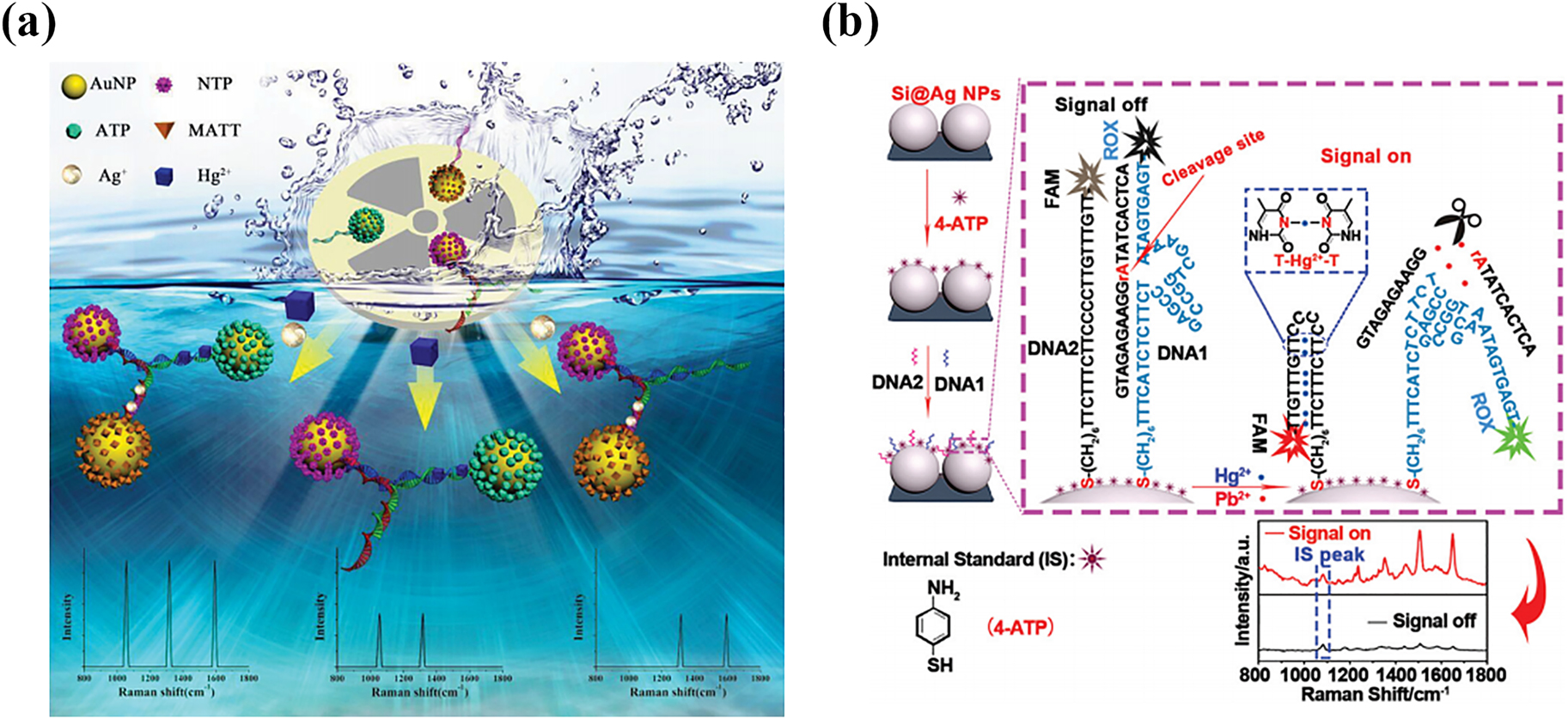 Figure 12: 
SERS sensors for simultaneous determination of multiple heavy metal ions. (a) Simultaneous detection of Hg2+ and Ag+ ions SERS sensor based on gold nanoparticle trimers encoded with triple Raman labels [59]. (b) Simultaneous detection of Pb2+ and Hg2+ ions using reproducible silicon nanohybrid substrates based on the Pb2+-dependent DNAzyme and T–Hg2+–T structure [148].
