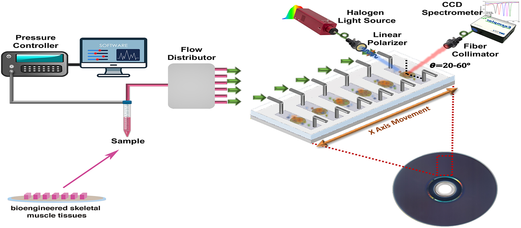 Figure 1:
Schematic representation for developing a high throughput multichannel 1D plasmonic nanocrystals-based sensing platform for monitoring IL-6 levels in cell culture media supernatants from bioengineered 3D skeletal muscles.