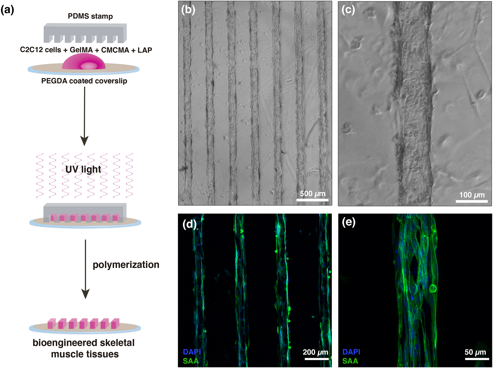Figure 4:
Bioengineered 3D skeletal muscles in GelMA hydrogels.
(a) Fabrication protocol to obtain 3D skeletal muscle tissues. hydrogels. A PDMS was used to fabricate cell-laden micropatterned GelMA-CMCMA hydrogels on top of PEGDA-coated glass coverslips by photopolymerization with UV light. (b–c) Microscope images of cell-laden micropatterned hydrogels. (d–e) Representative confocal microscopy images of 3D skeletal muscle microtissues stained for the muscle maturation marker sarcomeric α-actinin (SAA, green) and nuclei (DAPI, blue) after 10 days in differentiation conditions.
