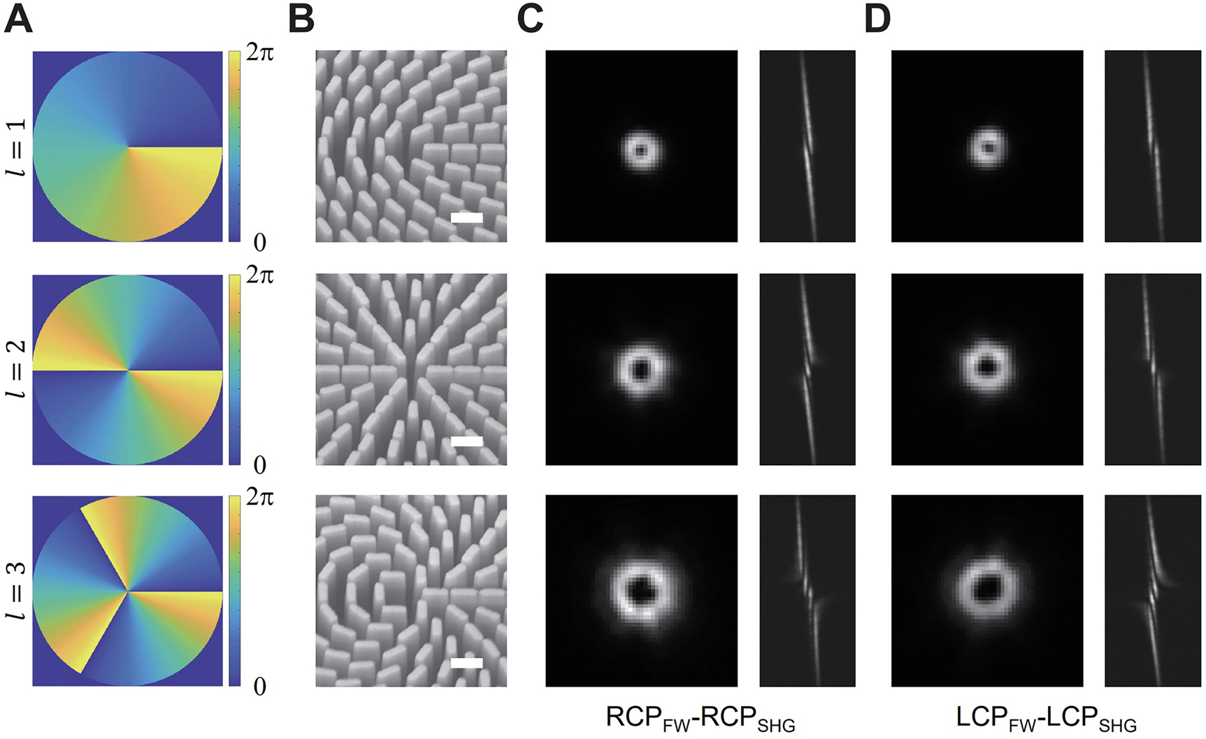 Figure 3: 
Generation of second harmonic vortex beams from the metasurface decorated quartz crystal.
(A) The required phase distributions for the generation of second harmonic vortex beams with orbital angular momentum of 



l
=
1,2,3


$l=1,2,3$


 (top to bottom). (B) The scanning electron microscope (SEM) images of the fabricated dielectric metasurfaces. Scale bars: 500 nm. (C-D) The intensity profiles of the second harmonic vortex beams imaged by using a spherical (left panel) and a cylindrical lens (right panel). The value and sign of the azimuthal index can l be identified from the number and orientation of the dark fringes of the cylindrical lens imaged pattern. The images of RCPFW-RCPSHG and LCPFW-LCPSHG measurement schemes are presented. The SHG vortex beams in these two scenarios have opposite azimuthal indices, which are determined by the circular polarization states of the FW and the design of the metasurfaces.
