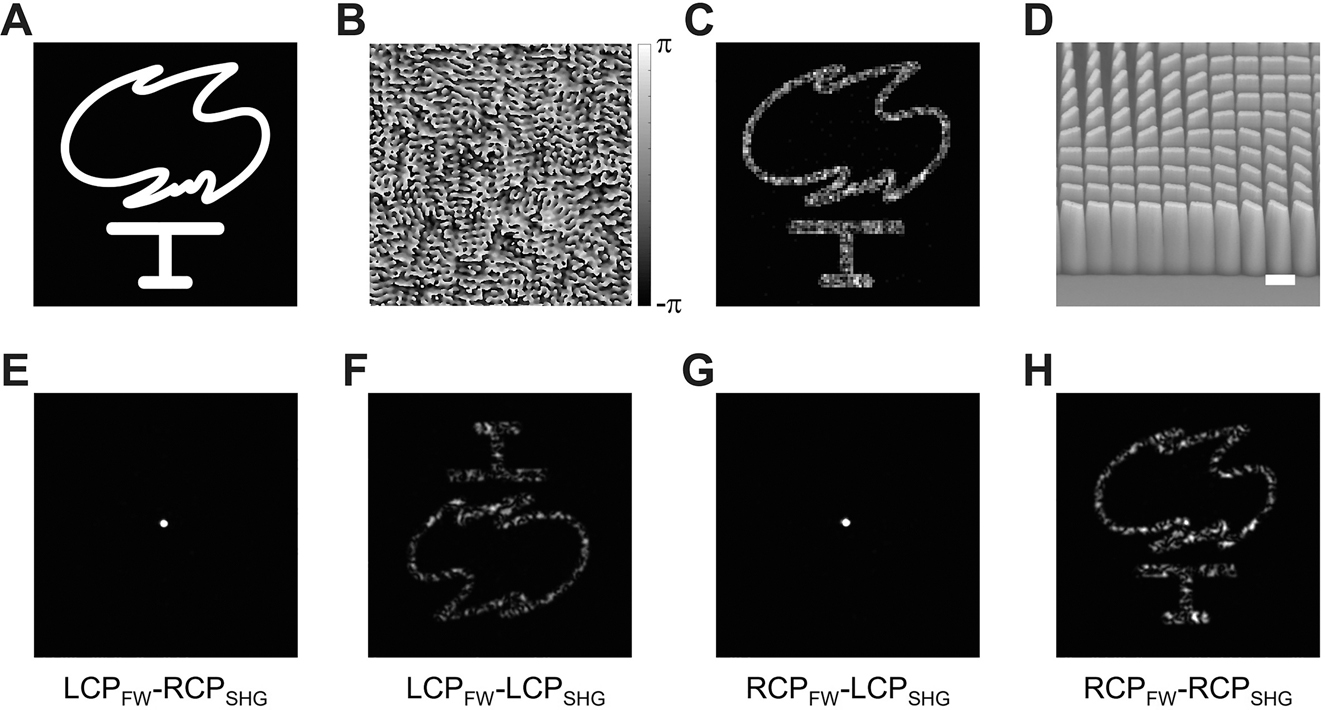 Figure 4: 
Generation of the second harmonic holographic image from the metasurface decorated quartz crystal.
(A) The target “Torch” image. (B) The required phase distribution calculated by using the Gerchberg–Saxton phase retrieval algorithm. The phase hologram has 201 × 201 square pixels; each pixel size is of 430 × 430 nm2. The working wavelength is 633 nm. (C) Numerically reconstructed image from the phase distribution in (B). (D) The SEM image of the dielectric metasurface on top of the quartz crystal. Scale bar: 500 nm. (E–H) Experimentally recorded SHG images from the device at the fundamental wavelength of 1266 nm. Four circular polarization combinations of the FW and the second harmonic wave (SHG) are presented.
