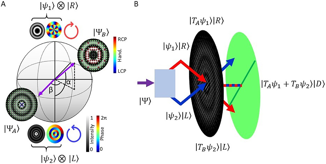 Figure 1:
Concept diagrams illustrating our characterization scheme.
(A) HOPS with
|
ψ
1
(
2
)
〉
=
LG
1
(
3
)
5
(
−
1
)
$\vert {\psi }_{1\left(2\right)}\rangle ={\text{LG}}_{1\left(3\right)}^{5\left(-1\right)}$
, the SOP of two example states on the sphere are included as insets – as well as the intensity and phase of the polar spatial modes and their associated circular polarization handedness. (B) Schematic showing the separation of orthogonally polarized components from a vector state |Ψ⟩, by a Wollaston prism, followed by a complex amplitude hologram and their projection into the same diagonal plane using a linear polarizer.