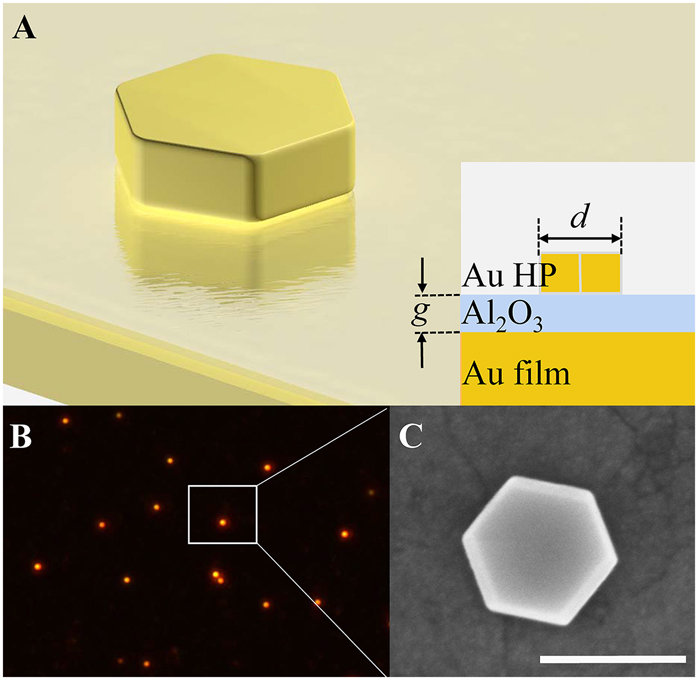 Figure 1: 
(A) Schematic of hexagonal Au nanoplate-on-mirror (NPoM) consisting a hexagonal Au nanoplate, an ultrasmooth Au film and an Al2O3 spacer. Inset shows the cross-section diagram of hexagonal Au NPoM. (B) Dark-field image of the hexagonal Au NPoM. The white box indicates a typical hexagonal Au nanoplate measured in our experiment. (C) SEM image of the hexagonal Au NPoM. The scale bar is 200 nm.
