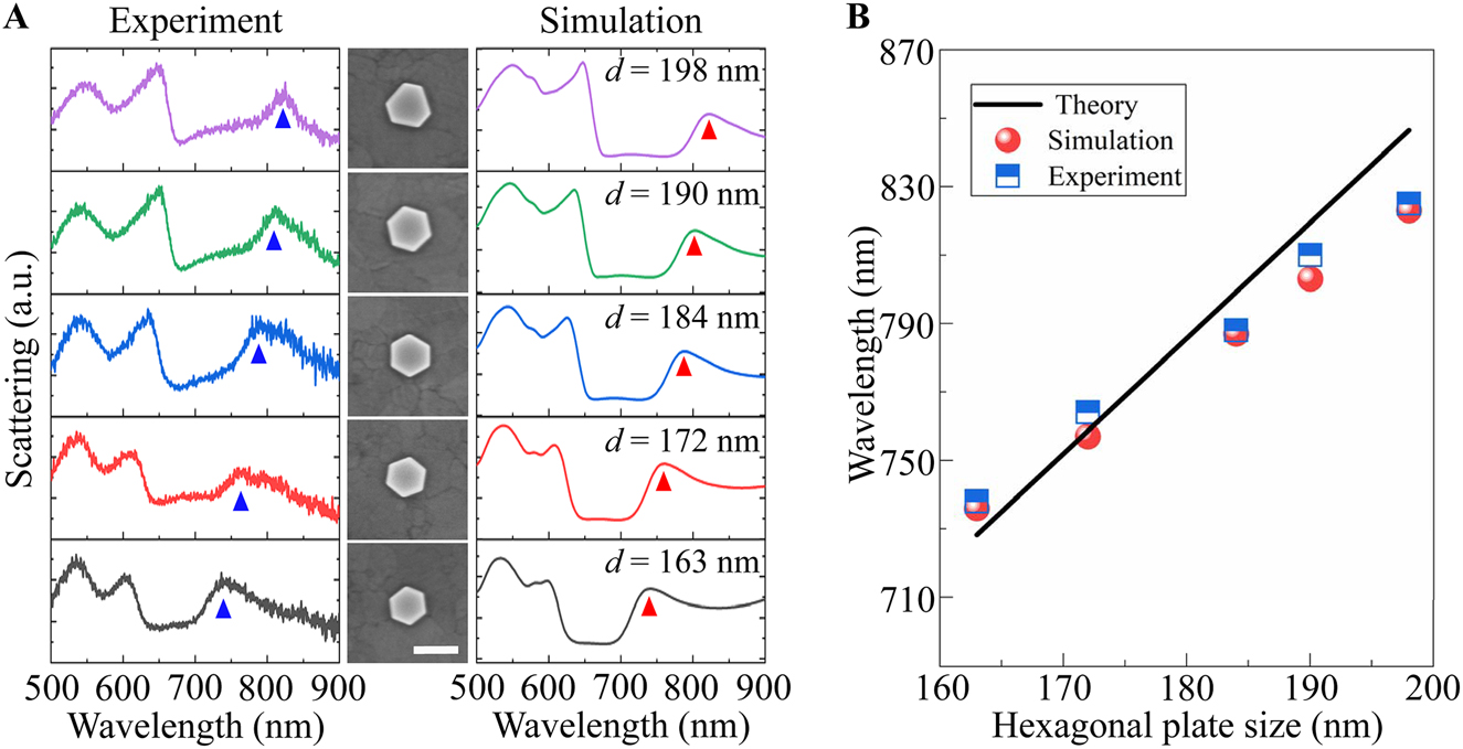 Figure 5: 
(A) Scattering spectra of hexagonal Au NPoM for the nanoplate size changing from 163–198 nm. The left and right columns show the experiment and simulation results. The triangle dots follow the spectral position of the RBM. The middle column displays the SEM images of the hexagonal Au nanoplate, where the scale bar is 200 nm. (B) Resonance wavelength of RBM versus nanoplate size. The blue square dots and red circle dots are for the results extracted from experiment and simulation spectra in (A). The black line represents the dispersion predicted by the Fabry–Pérot condition.
