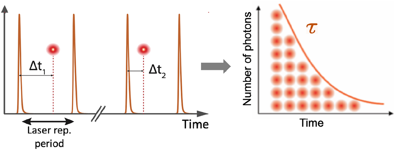 Figure 3: 
TCSPC principle for fluorescence lifetime measurements. A pulsed laser excites an emitter to its excited state, and the detection times of individual fluorescence photons are repeatedly measured and digitized by the TCSPC electronics timer (left panel). Arrival times Δt
i
 are retrieved to build a fluorescence decay histogram over time. An exponential fit of the histogram is typically used to retrieve the characteristic fluorescence decay time τ (right panel).
