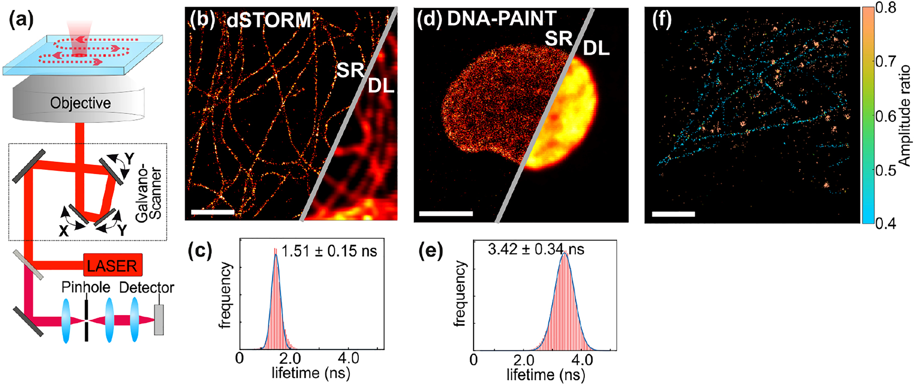 Figure 10: 
Confocal-laser scanning fluorescence microscopy (CLSM) for fluorescence-lifetime SMLM (FL-SMLM).
(a) Schematic of the optical setup used for confocal SMLM, requiring a fast scanner, pulsed laser excitation, single-photon counting detector, and TCSPC electronics. (b) Confocal dSTORM image of tubulin filaments in human mesenchymal stem cells (hMSC) labeled with Alexa 647. Scale bar is 2 μm. (c) Lifetime histogram extracted from individual single-molecule localizations that constituted image (b). (d) Confocal DNA-PAINT image of chromatin in COS-7 cells. Histones H2B were labeled with Atto 655. Scale bar is 5 μm. Corresponding super-resolved (SR) and diffraction-limited (DL) images are shown both in (b) and (d). (e) Lifetime histogram for image shown in (d). (f) Multiplexed dSTORM image of fixed COS-7 cell. Tubulin is labeled with Alexa 647 and clathrin is labeled with Atto 655. Both targets were identified by their fluorescence lifetime using a pattern-matching algorithm. Scale bar is 2 μm. Adapted from Thiele et al. [187].
