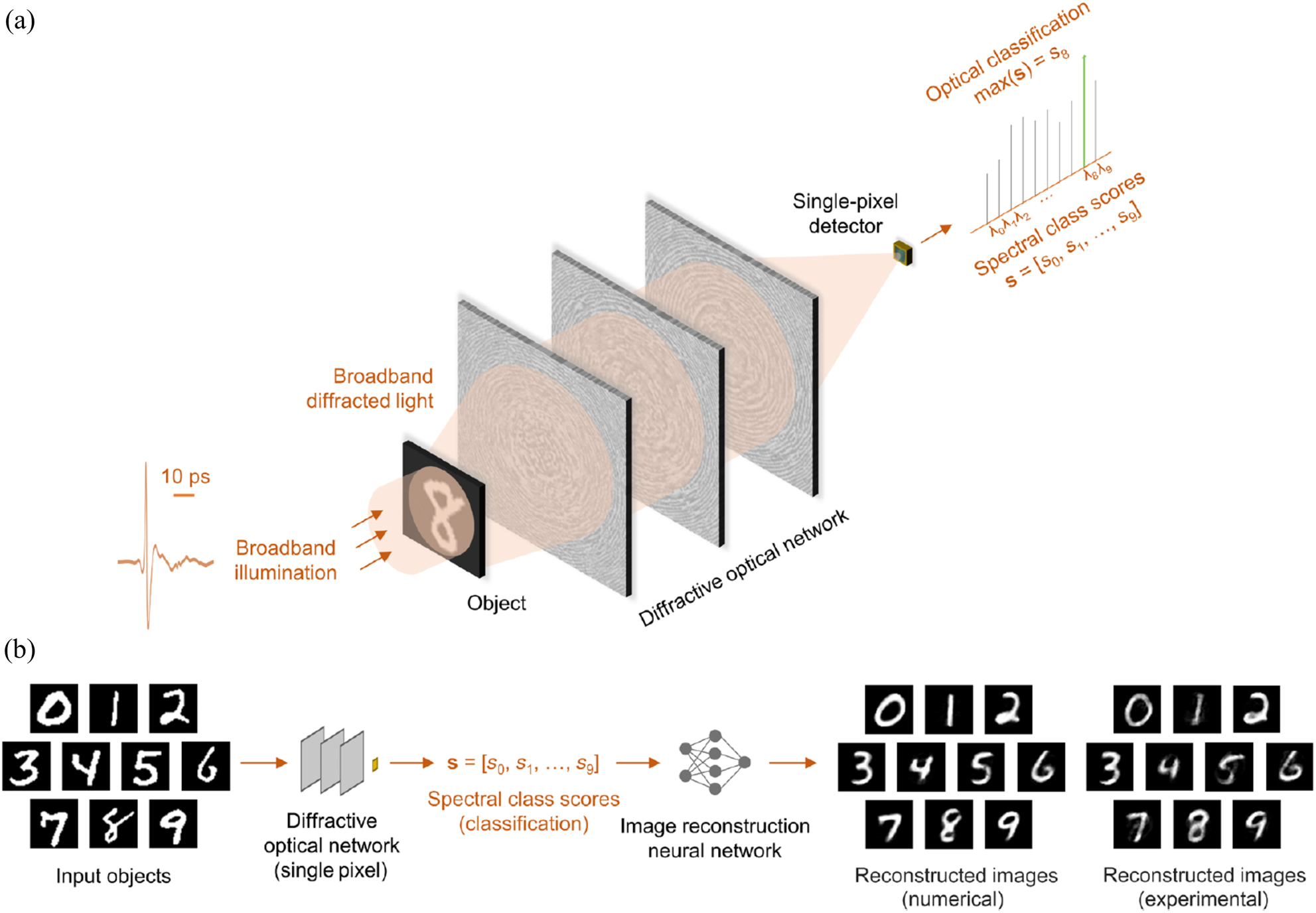 Figure 11: 
Schematics of spectral encoding of spatial information for object classification and image reconstruction. (a) Optical layout of the single-detector machine vision concept for spectrally encoded classification of objects. As an example, a handwritten digit eight is illuminated with a broadband pulsed light, and the subsequent diffractive optical network transforms the object information into the power spectrum of the diffracted light collected by a single detector. The object class is determined by the maximum of the spectral class scores, s, defined over a set of discrete wavelengths, each representing a data class. (b) Schematic of task-specific image reconstruction using the diffractive network’s spectral class scores as input. A separately trained shallow artificial neural network recovers the images of handwritten digits from the spectral information encoded in s. Each reconstructed image is composed of >780 pixels, whereas the input vector, s, has 10 values. (a) and (b) are reprinted with permission from Ref. [120], copyright 2021 AAAS.
