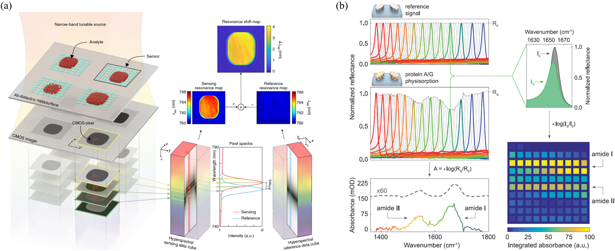 Figure 12: 
Hyperspectral imaging-based biomolecule detection using all-dielectric metasurfaces and molecular fingerprint retrieval based on spatial absorption mapping. (a) Sketch of the hyperspectral imaging principle showing a representative dielectric metasurface sensor array illuminated with a narrow-band tunable laser source. At each wavelength illumination, images are recorded by a CMOS camera to create a hyperspectral data cube where each CMOS pixel captures high-resolution spectral information. The hyperspectral data cube is processed to extract [57] spatial resonance maps of each individual sensor. For biomolecule detection, the sensing and reference resonance maps are combined to create the resonance shift map, which conveys spectral shift information across the whole sensor. (b) Normalized metapixel reflectance spectra before and after physisorption of a protein A/G monolayer. R0 indicates the envelope of peak reflectance amplitudes and RS is reflectance envelope RS. Protein absorption fingerprint calculated from the reflectance envelopes R0 and RS compared to an independent IRRAS measurement. Broadband spectrometerless operation of the metasurface can be emulated by integrating the reflectance signal of all pixels. Spectral integration translates the absorption signature into a 2D spatial absorption map that represents the molecular barcode of the protein. (a) is reprinted with permission from Ref. [58], copyright 2019 Nature Publishing Group; (b) is reprinted with permission from Ref. [57], copyright 2018 AAAS.
