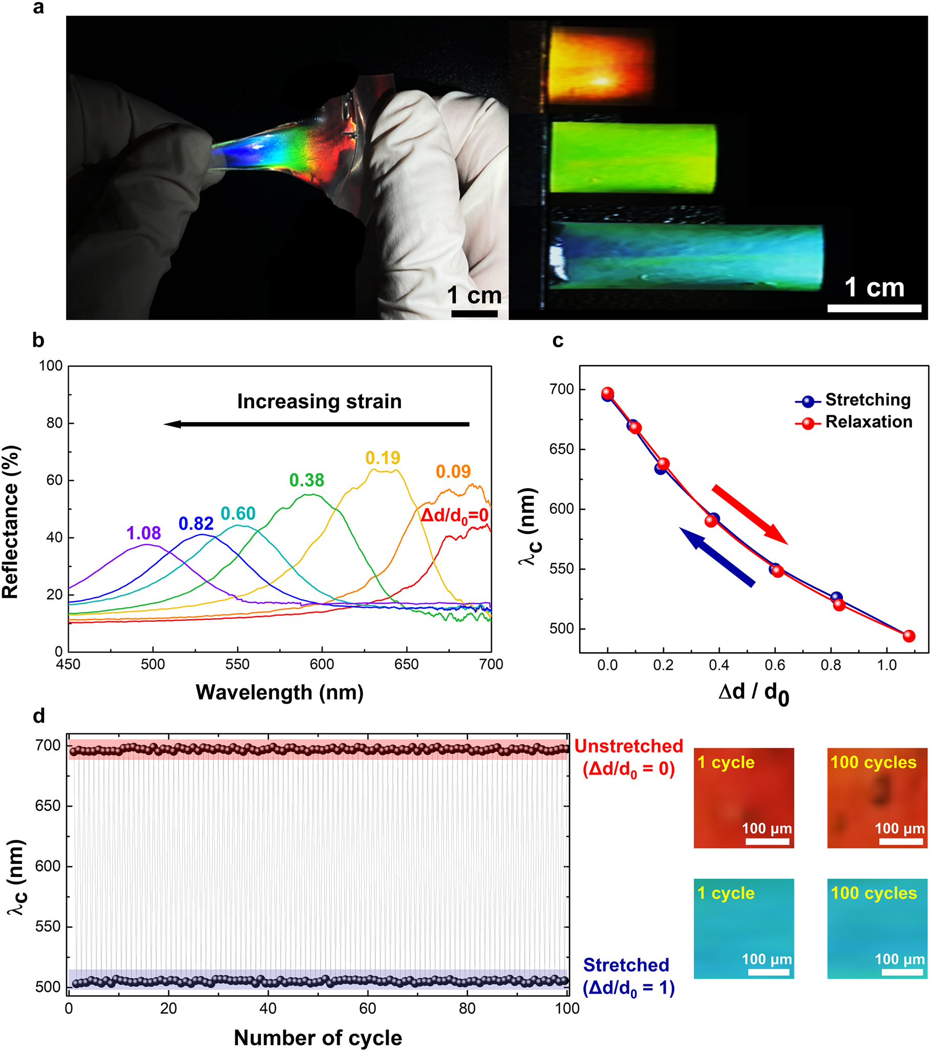 Figure 3: 
Mechano-optical changes in the properties of CPGs: (a) reflective color change in CPG samples by mechanical stretching; (b) photonic wavelength blue-shift as a function of the addressed mechanical strain; (c) reversible central photonic wavelength (λ
c) changes as a function of stretch power (Δd/d
0, where ‘Δd’ is the stretched scale of length and ‘d
0’ is the initial sample length); and (d) repeatable and recovered wavelength control of mechanically stretched CPGs up to 100 stretching–relaxation iteration cycles with 100% further stretching of CPGs.
