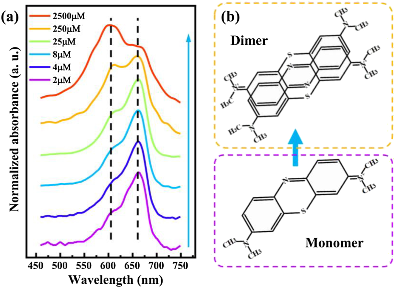 Figure 1:
Absorption of MB monomer and dimer molecules. (a) UV–Vis absorption spectra for MB dye molecules dispersed in PVA polymer spin-coated on coverslips at different concentrations. The two absorption peaks respectively represent the absorption of MB monomer and dimer molecules. Dashed lines indicate the positions of the two absorption peaks. The blue arrow indicates increasing dye concentration. (b) Chemical structure diagram showing the monomer and probable dimer of MB.