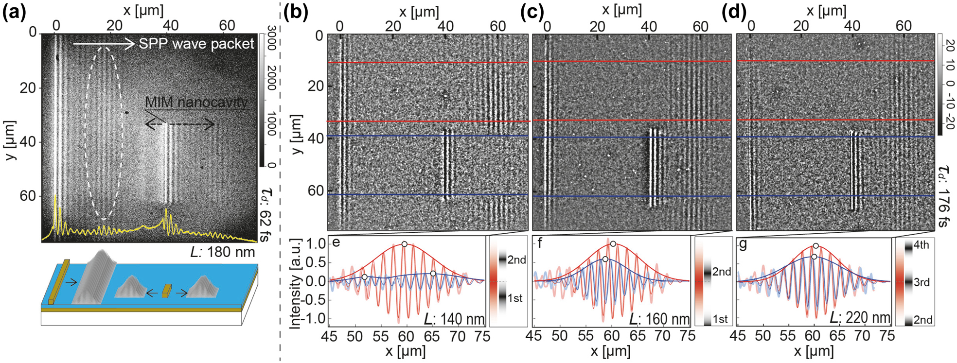 Figure 2: 
Fluorescence images of SPP WPs. (a) Selected frame of time-resolved two-photon fluorescence movie (




τ
d




${\tau }_{\mathrm{d}}$



 = 62 fs) and cross section taken along x-direction (yellow line). (b)–(d) Time-resolved micrographs of SPP WPs transmitted through MIM-NCs with length L = (b) 140 nm, (c) 160 nm, and (d) 220 nm for (




τ
d




${\tau }_{\mathrm{d}}$



) = 176 fs. The beat patterns, which revealed the spatial distributions of the WP, were constructed according to the interference between an SPP WP and a probe pulse and were extracted by removing background and delay-independent intensities (see Supplementary Figure S4 for details). The red and blue lines indicate the reference and cavity planes, respectively. The cross sections of the beat patterns in the reference and cavity planes in (b), (c), and (d) were prepared by addition-averaging the images along the y direction and are shown by the thick light-red and light-blue lines in (e), (f), and (g), respectively. The least-square fits and envelopes of the patterns are shown by thin dark-red and dark-blue lines. The cross sections in the reference planes (L = 140, 160, and 220 nm) and those in the cavity planes with L = 160 and 220 nm were fitted by a single sine-Gaussian function, but the cross section in the cavity plane with L = 140 nm was fitted by the sum of two sine-Gaussian functions. The energy distributions of a spectrum of the SPP WP and the eigenmodes of an MIM-NC are schematically shown in the insets of (e)–(g). The MIM-NCs with L = 140, 160, and 220 nm provide interactions represented by (e) a valley of two resonance modes, (f) slightly detuned resonance to a higher energy side, and (g) an almost on-resonance condition, respectively (see Supplementary Movie 1 for the full-frame movie for the MIM-NC with L = 180 nm). The exposure times for (a) was 60 s and for (b–d) were 900 s.
