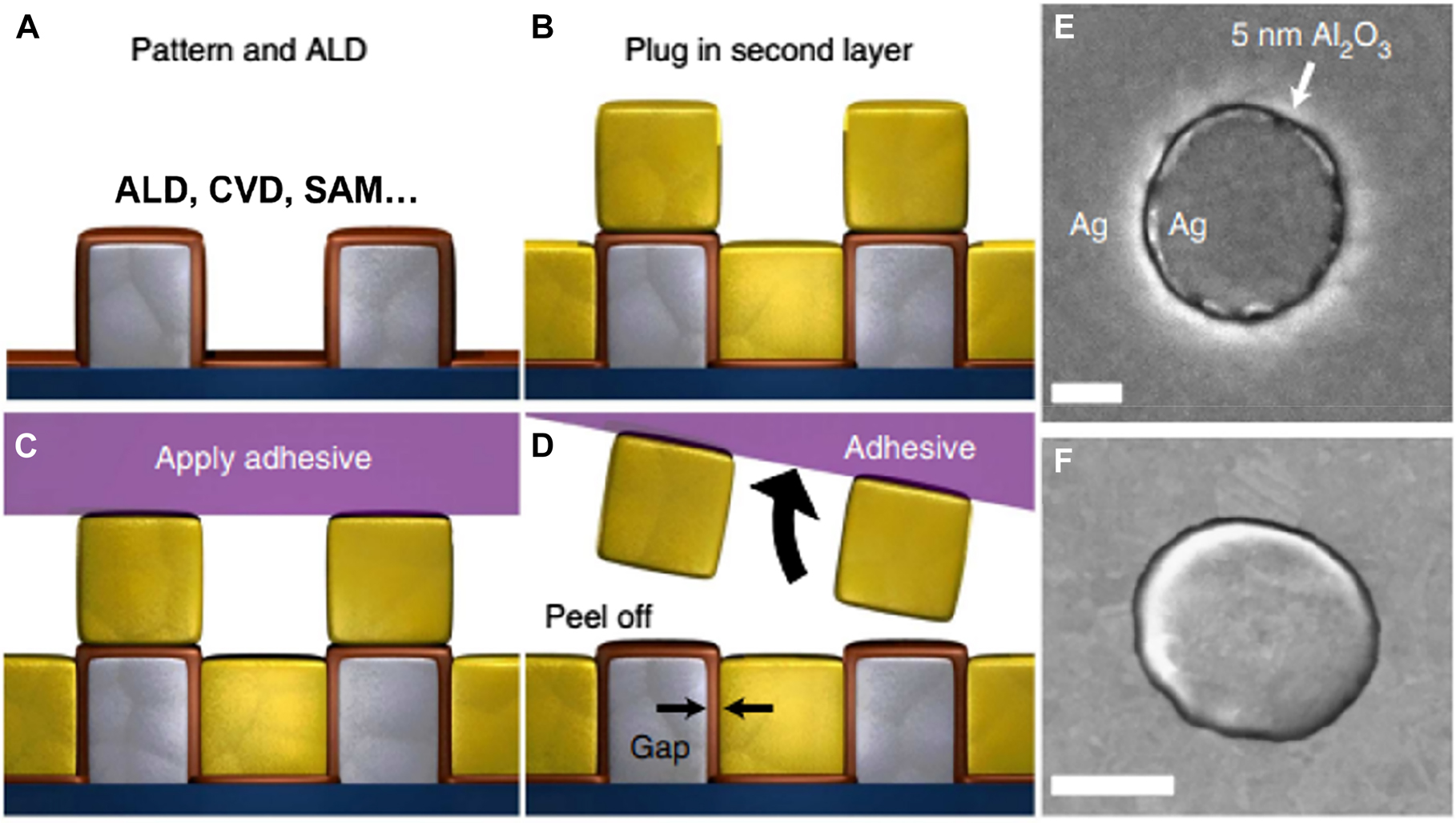 Figure 11: 
Nanogap fabrication with atomic layer lithography.
(A) First metallic pattern is conformally coated with a dielectric layer with either atomic layer deposition (ALD), chemical vapor deposition (CVD), or self-assembled monolayer (SAM). (B) Second layer of metal is deposited on top of the whole sample, filling the empty space, and defining in-plane-stacked metal–insulator–metal structure. (C) and (D) Applying adhesive and peeling off the overhanging metal layer planarizes the sample and reveals the gap. (E) and (F) Top view SEM images of fabricated gap structures, whose gap width is determined by the thickness of deposited dielectric layer. Scale bar: 300 nm (E) and (F). Reproduced with permission from [25].
