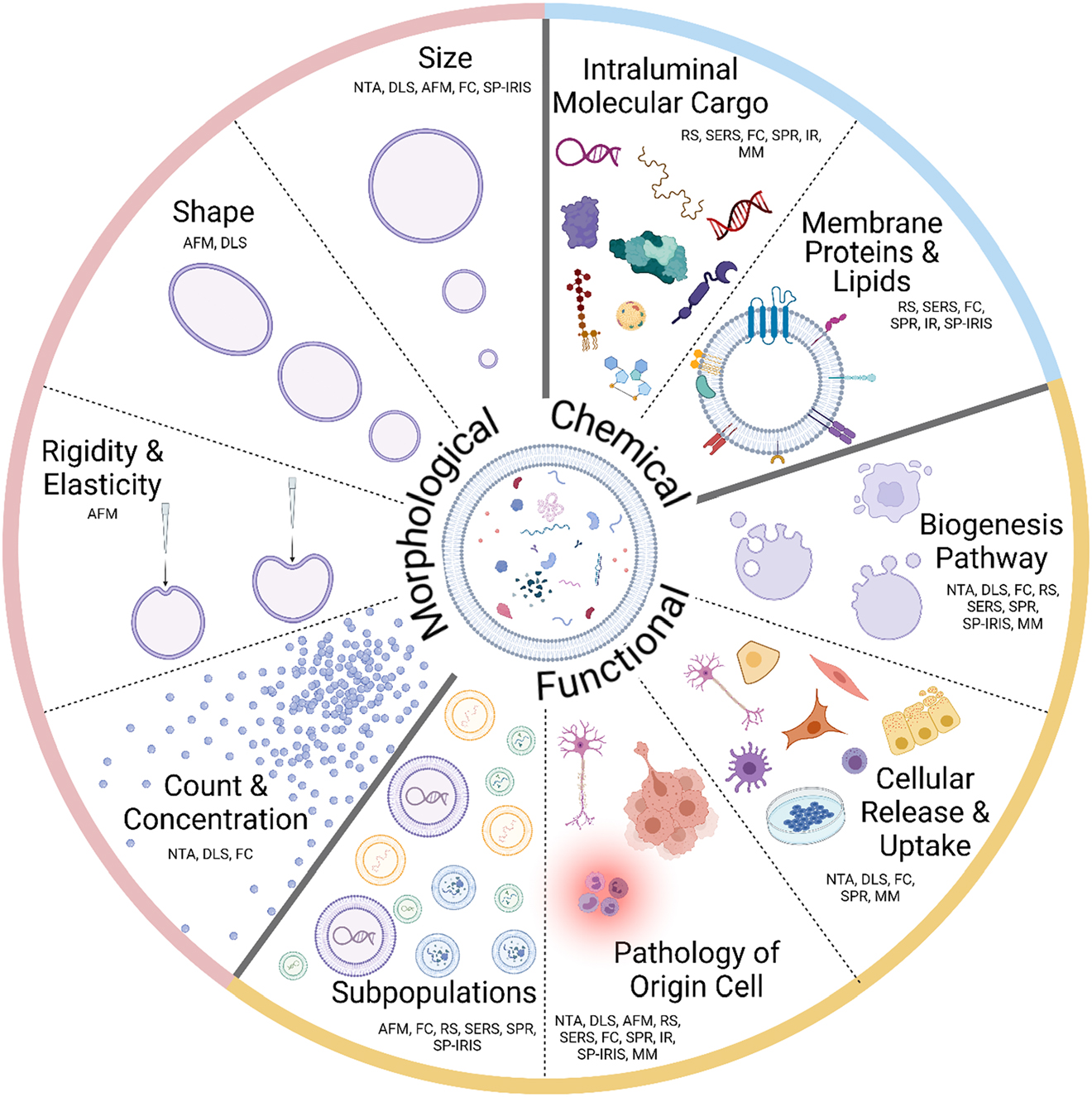 Figure 1: 
Optical label-free characterization methodologies for EV heterogeneity characterization. Categories of EVs heterogeneity are divided into morphological, biochemical, and functional heterogeneity. Morphological heterogeneity category includes size, shape, rigidity, elasticity, count, and concentration. Size of individual EVs can be determined by NTA, DLS, AFM, FC, and SP-IRIS. The size distributions within a population of EVs, as well as the count and concentration of EVs can be determined with NTA, DLS, and FC. The shape of EVs can be characterized using AFM and DLS. EVs rigidity and elasticity can only be determined by AFM. Biochemical heterogeneity of EVs is derived from intraluminal molecular cargo and membrane molecules. RS, SERS, FC, SPR, IR-FTIR, SP-IRIS, and MM are the methods that are applied to characterize EVs biochemical content. Functional heterogeneity of EVs derives from the state of the cell of origin, biogenesis pathway and heterogeneity of EVs within subpopulations (exosomes, microvesicles, and apoptotic bodies). EVs biogenesis pathway is commonly determined by combining size and biochemical content characterization methods including NTA, DLS, FC, RS, SERS, SPR, SP-IRIS, and MM. The cells of EVs origin as well as their physiological state are determined by analyzing EVs morphological features and their biochemical content, where the differences in EVs counts, shape, rigidity, and elasticity can indicate disease triggered alterations in the cell of origin. NTA, DLS, AFM, RS, SERS, FC, SPR, IR-FTIR, SP-IRIS, and MM are applied to study the pathological functions of EVs. The dynamics of EVs release and uptake may be characterized via NTA, DLS, FC, MM, and SPR. Finally, EVs are found to vary in size, morphology, and biochemical cargo even within one specific subpopulation. These differences are currently studied using AFM, RS, SERS, SPR, FC, and SP-IRIS.